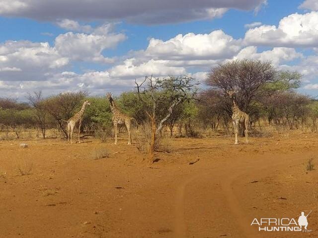 Giraffe Namibia