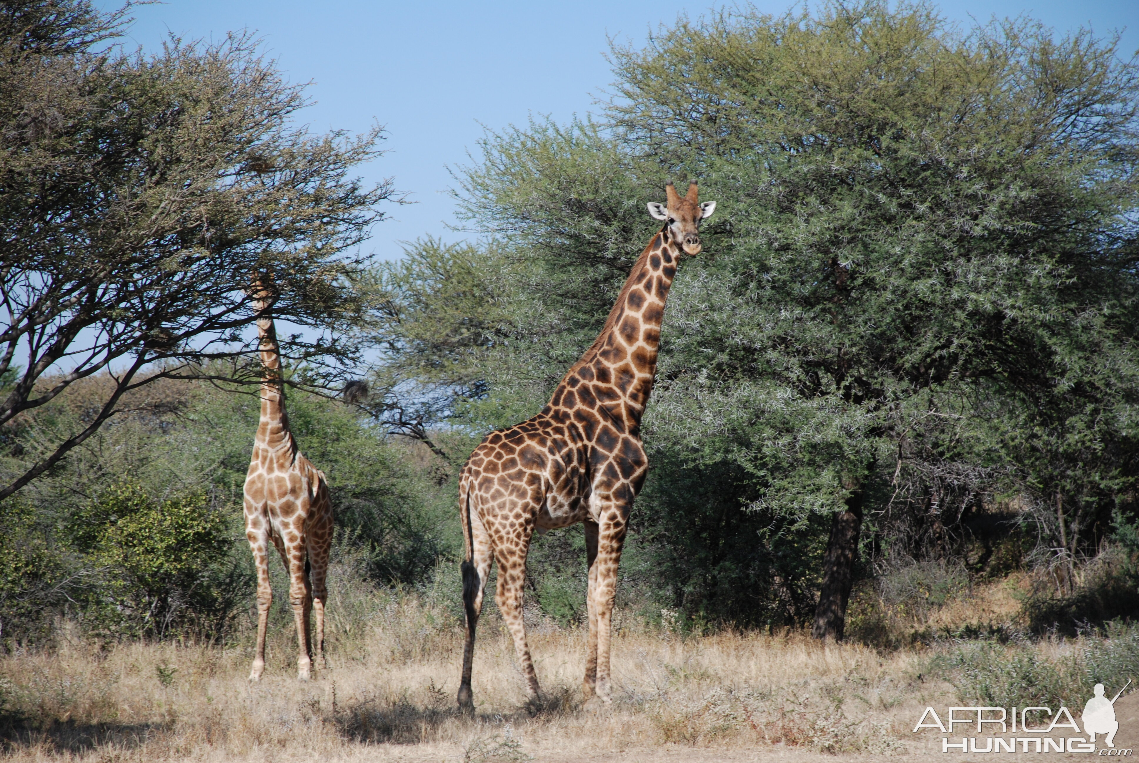 Giraffe, Namibia