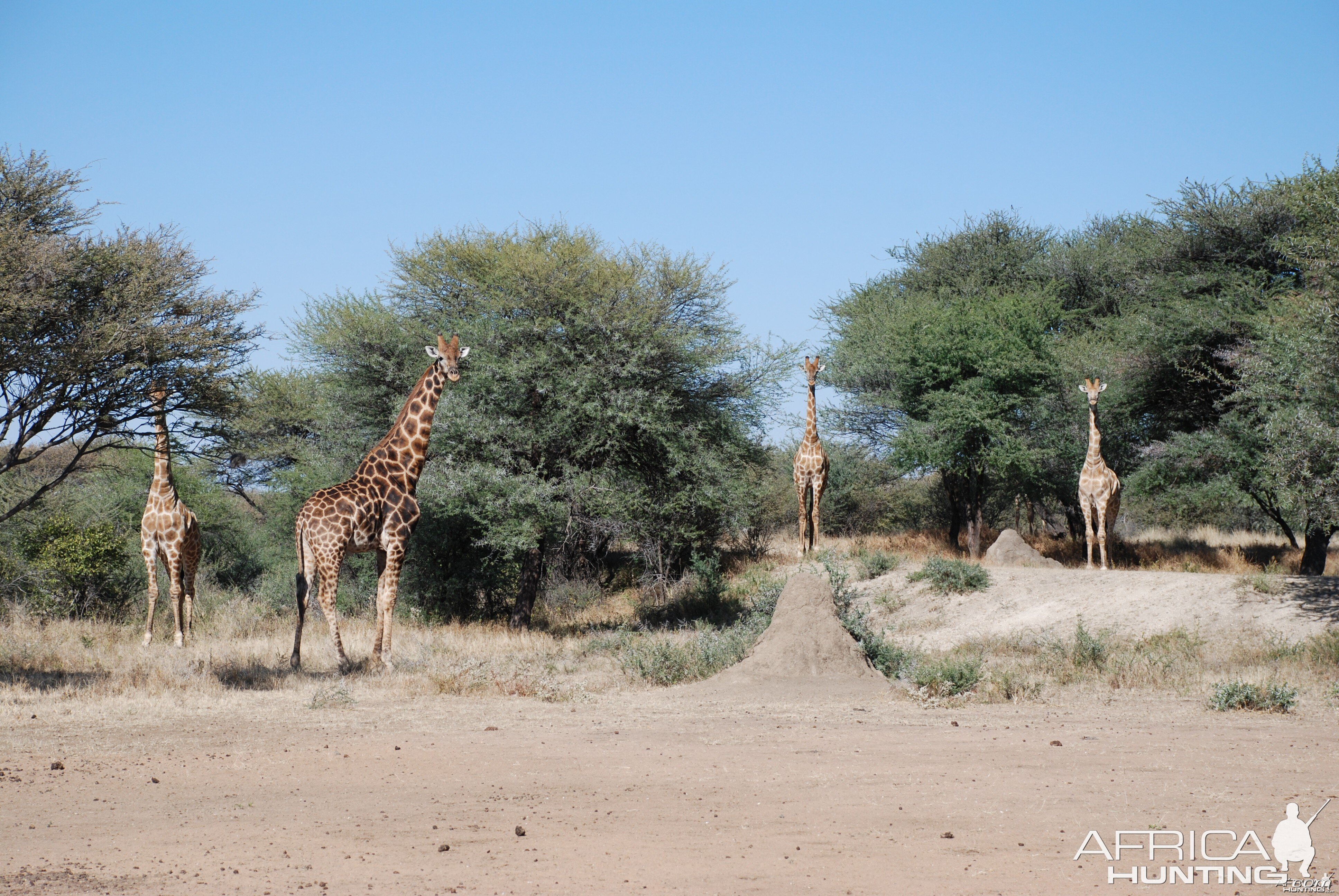 Giraffe Namibia