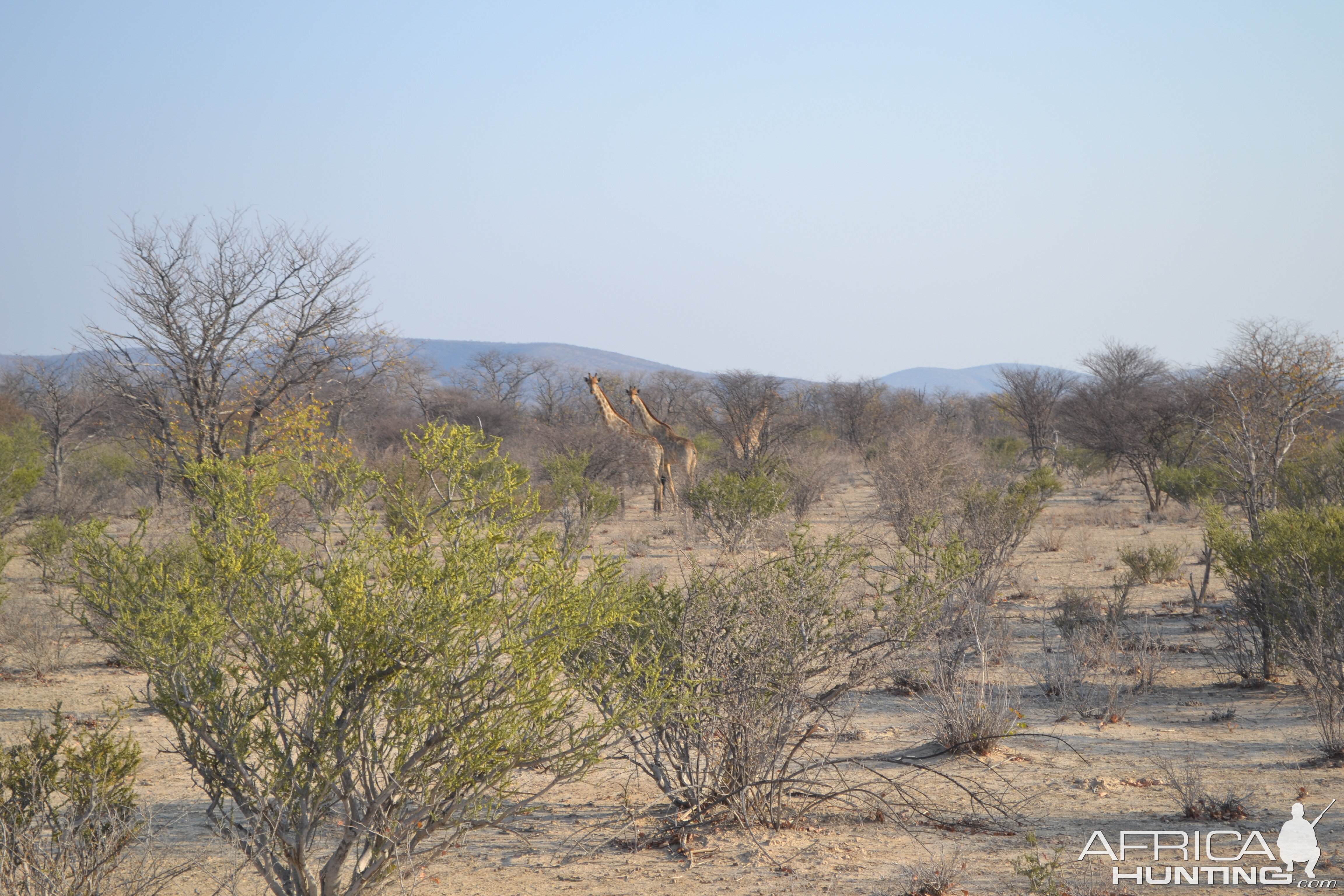 Giraffe Namibia