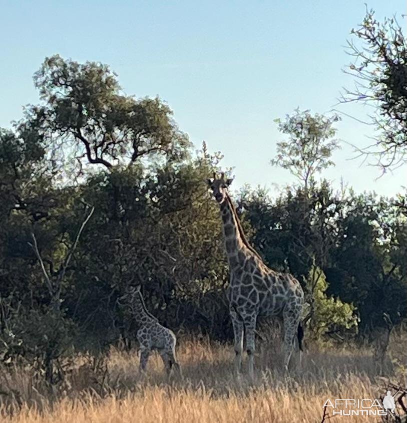 Giraffe North West Province