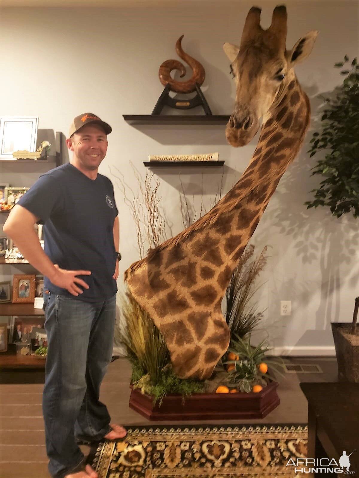 Giraffe Pedestal Mount Taxidermy After