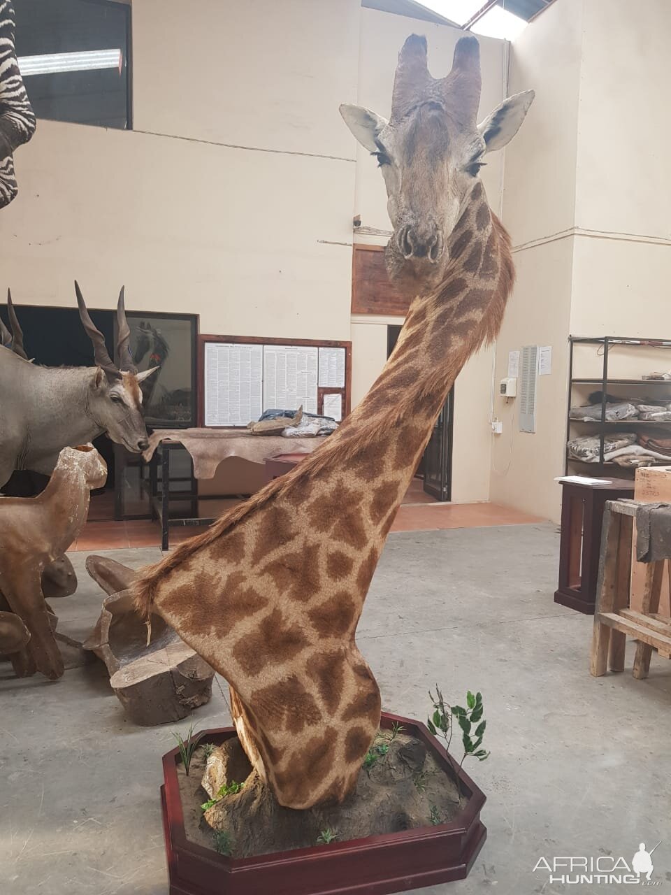 Giraffe Pedestal Mount Taxidermy Before