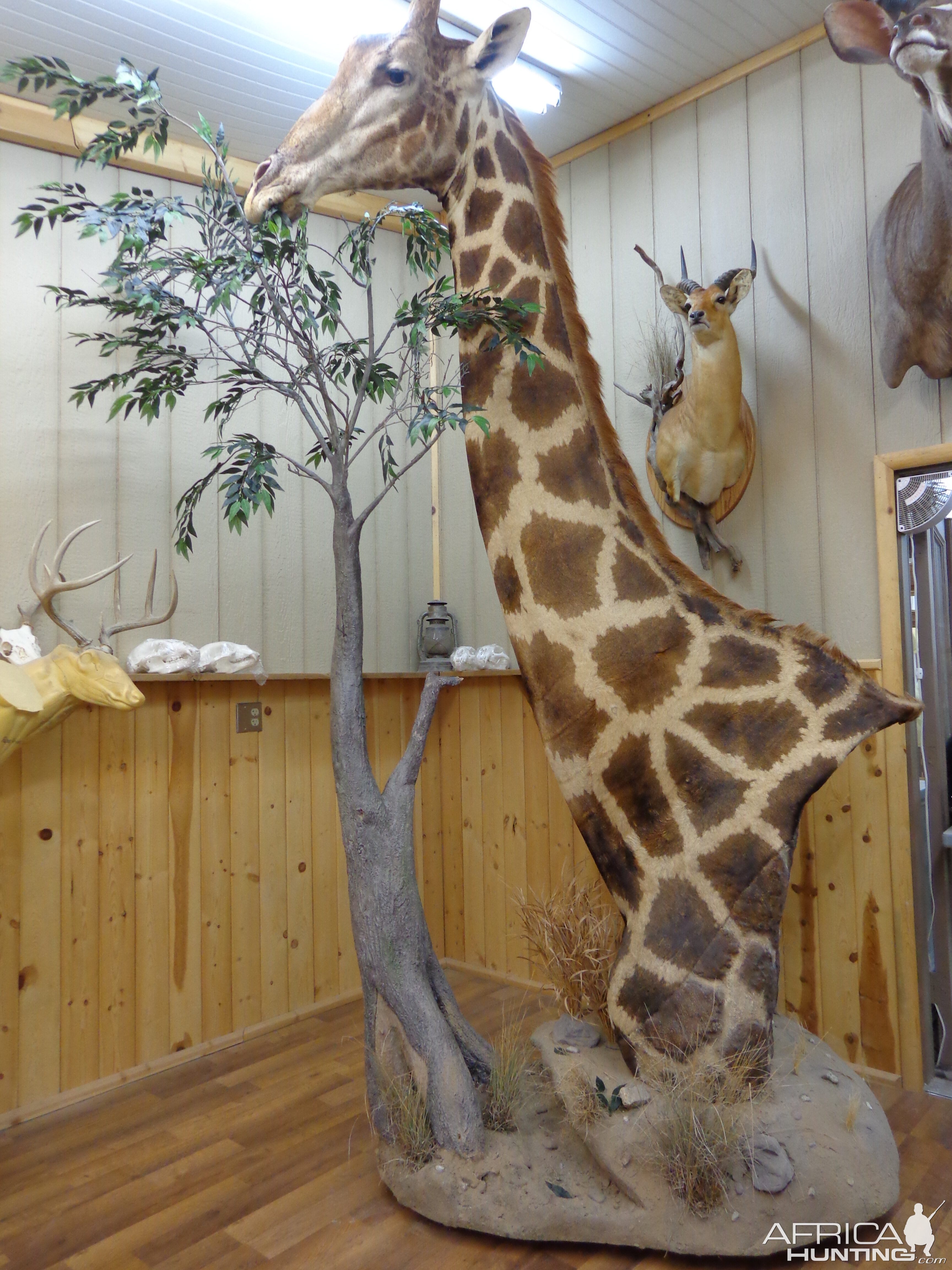 Giraffe Pedestal Mount Taxidermy