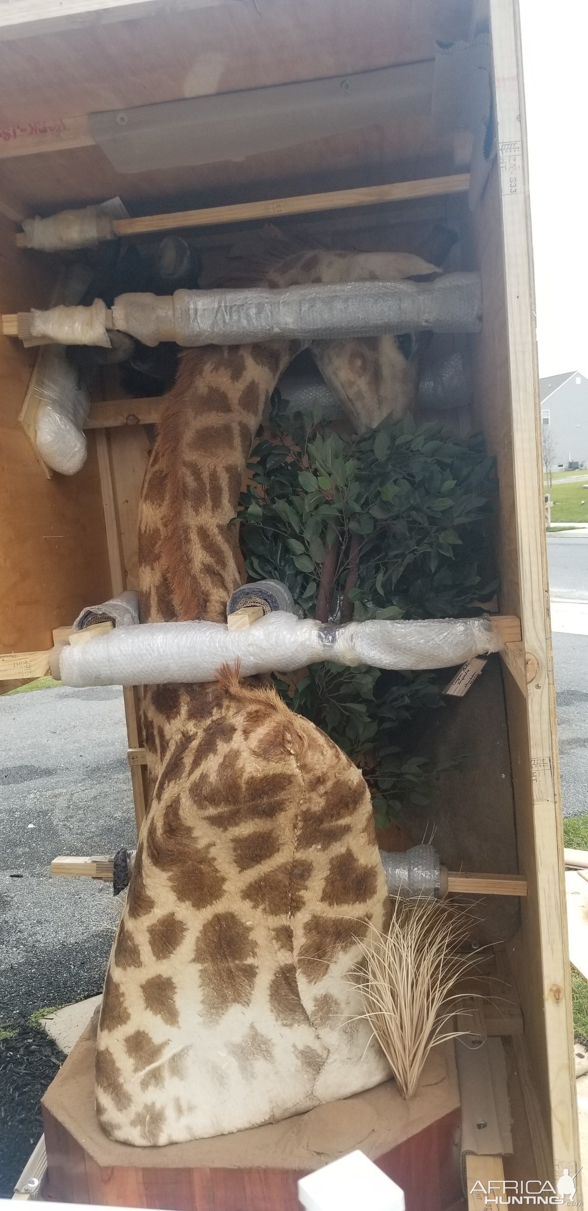 Giraffe Pedestal Mount Taxidermy