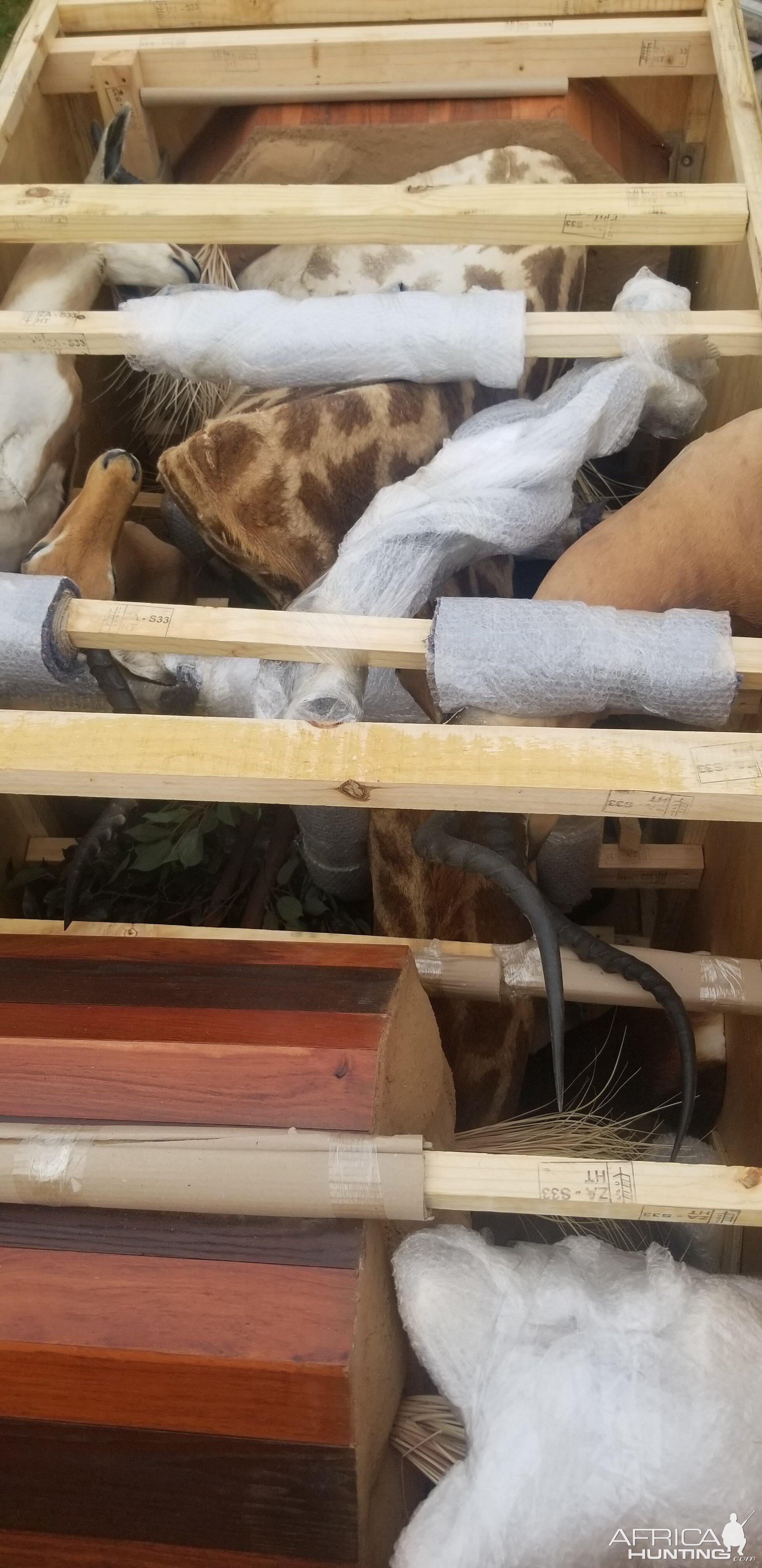 Giraffe Pedestal Mount Taxidermy