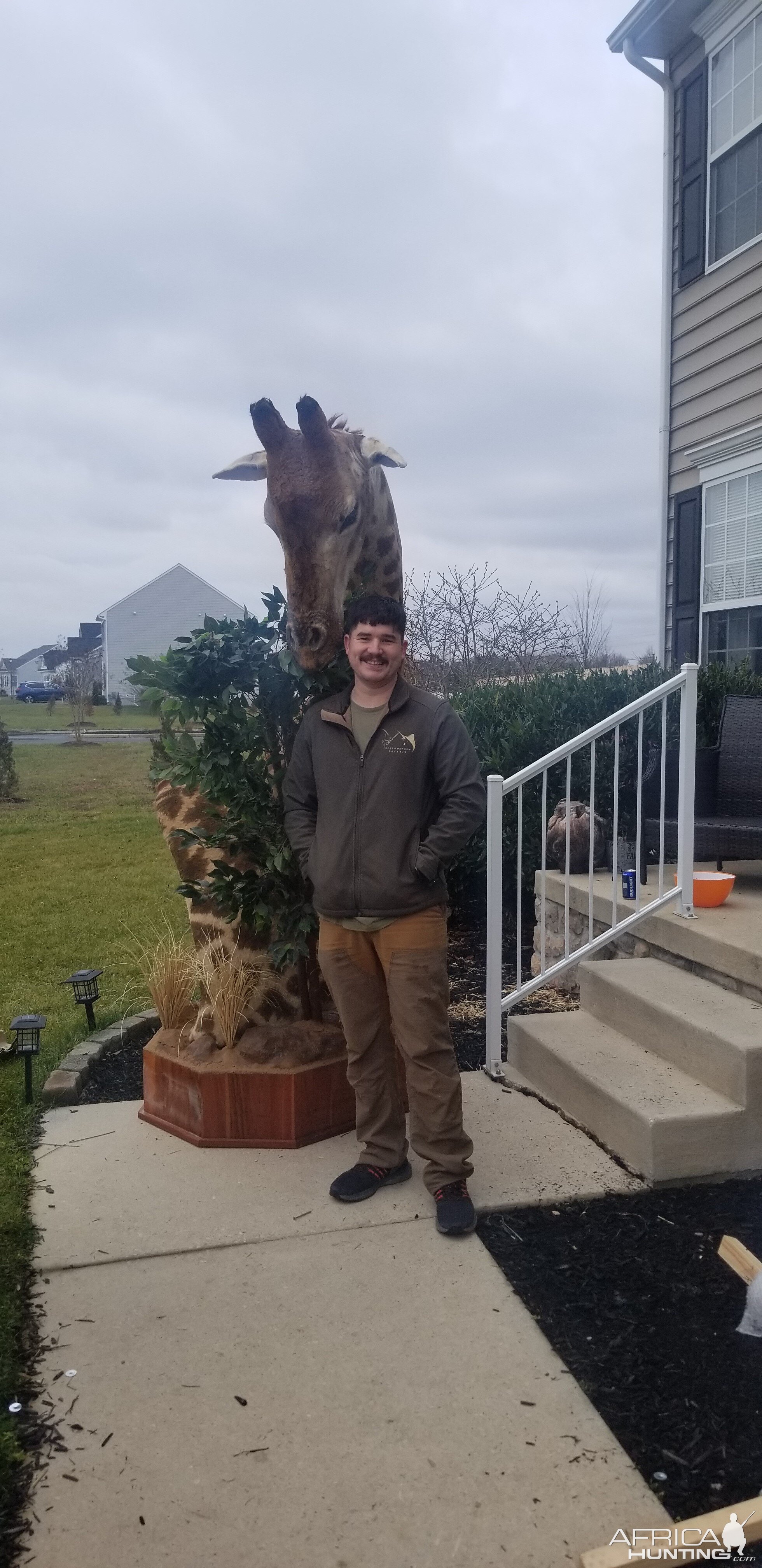 Giraffe Pedestal Mount Taxidermy