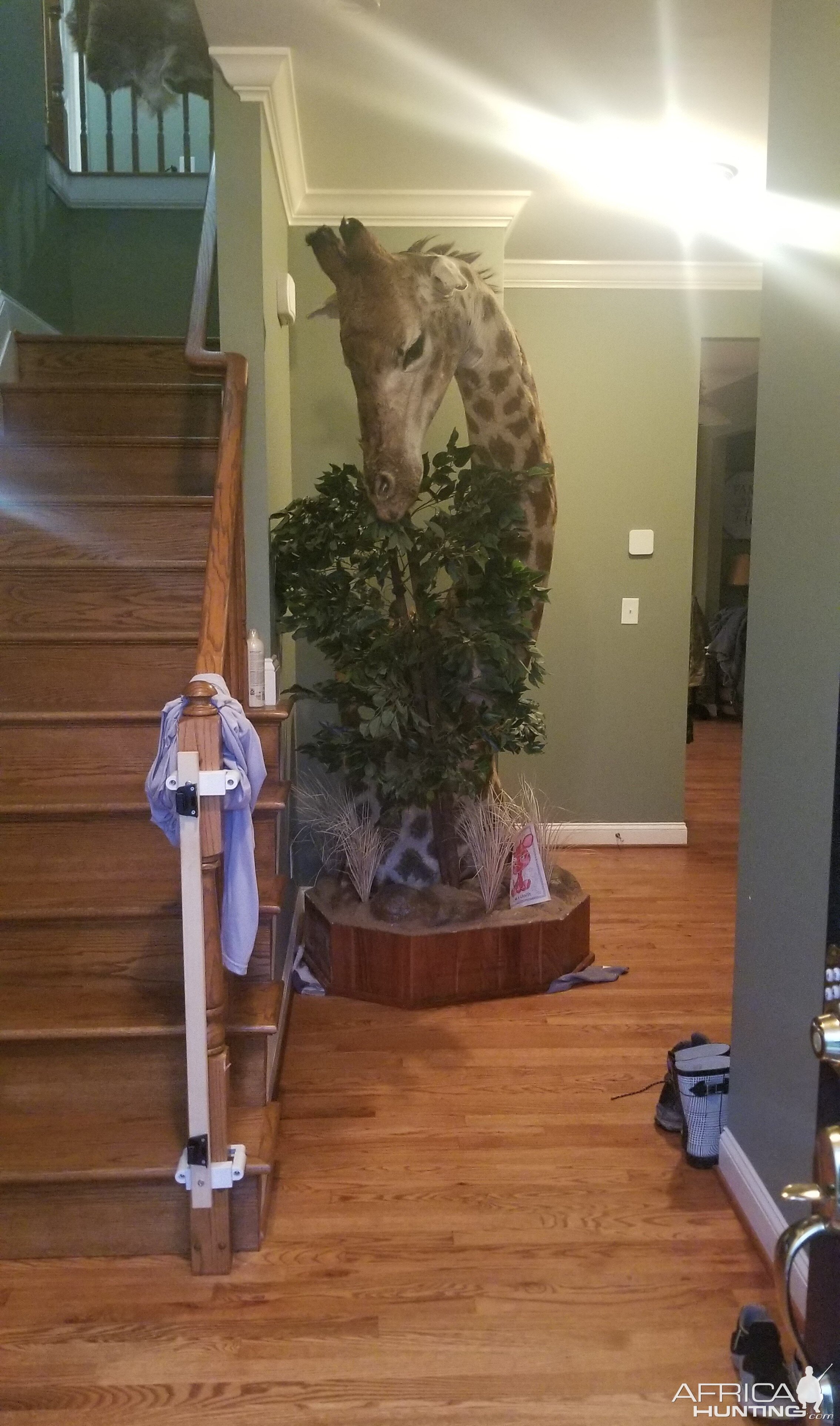 Giraffe Pedestal Mount Taxidermy