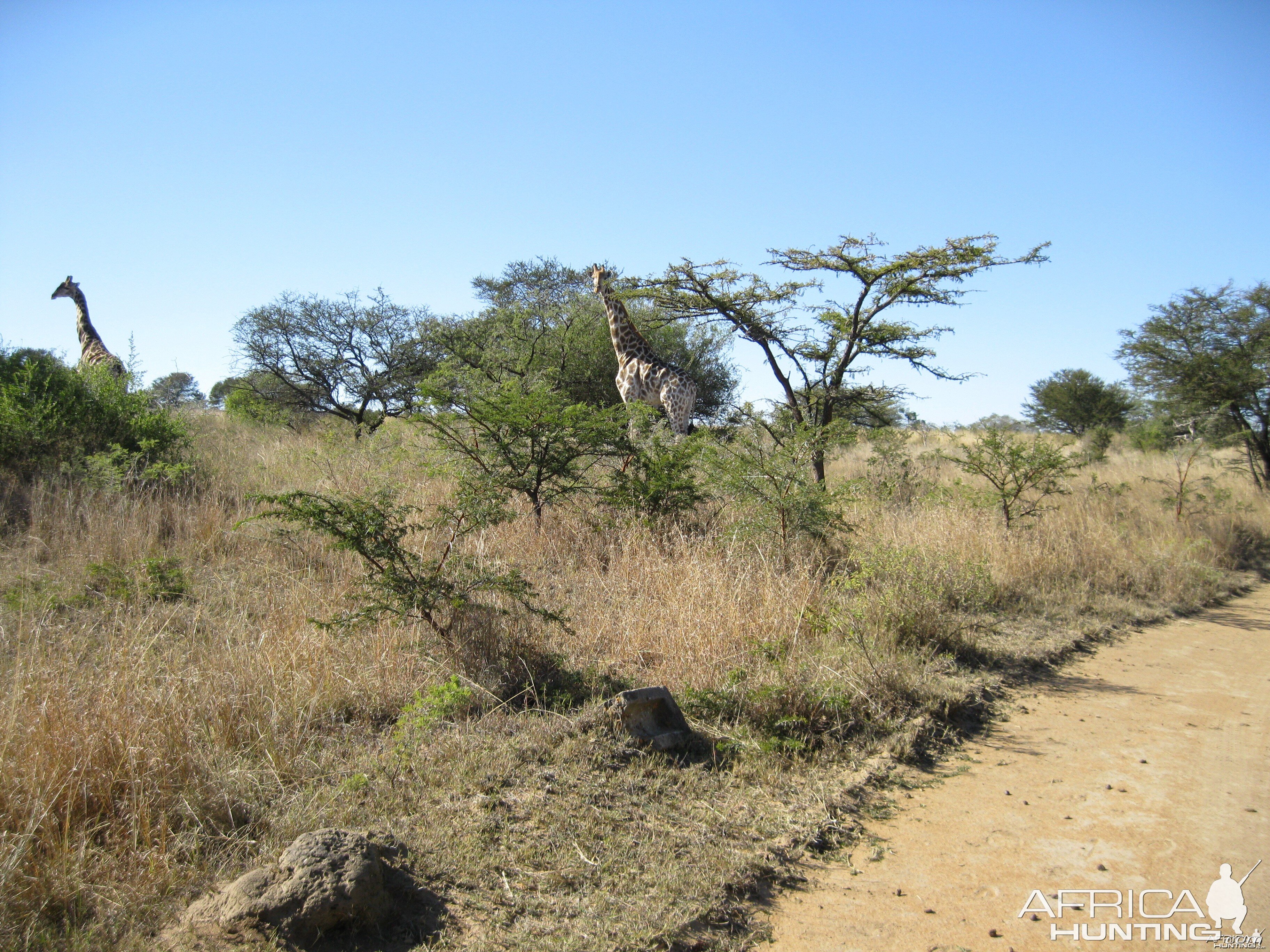 Giraffe  RSA   2009