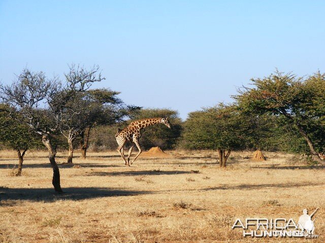 Giraffe running