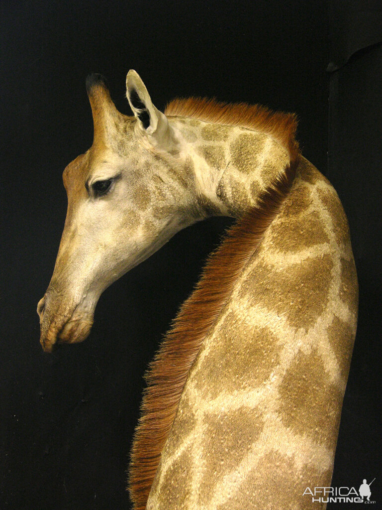 Giraffe Shoulder Mount Pedestal Taxidermy