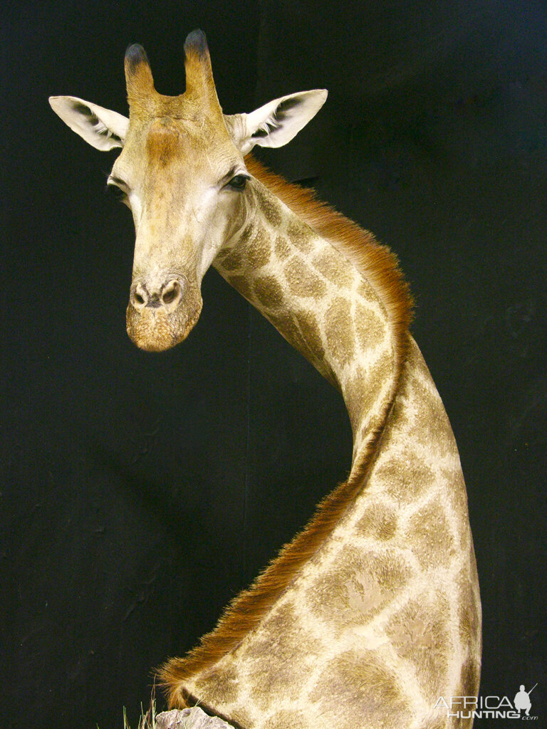 Giraffe Shoulder Mount Pedestal Taxidermy