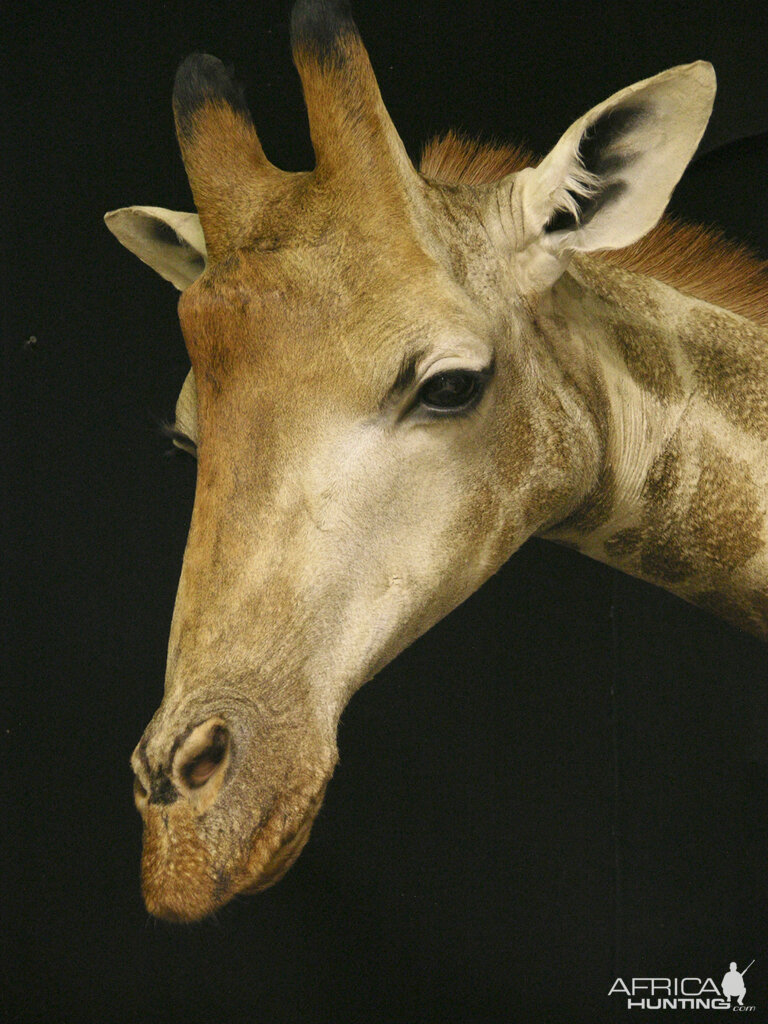 Giraffe Shoulder Mount Pedestal Taxidermy