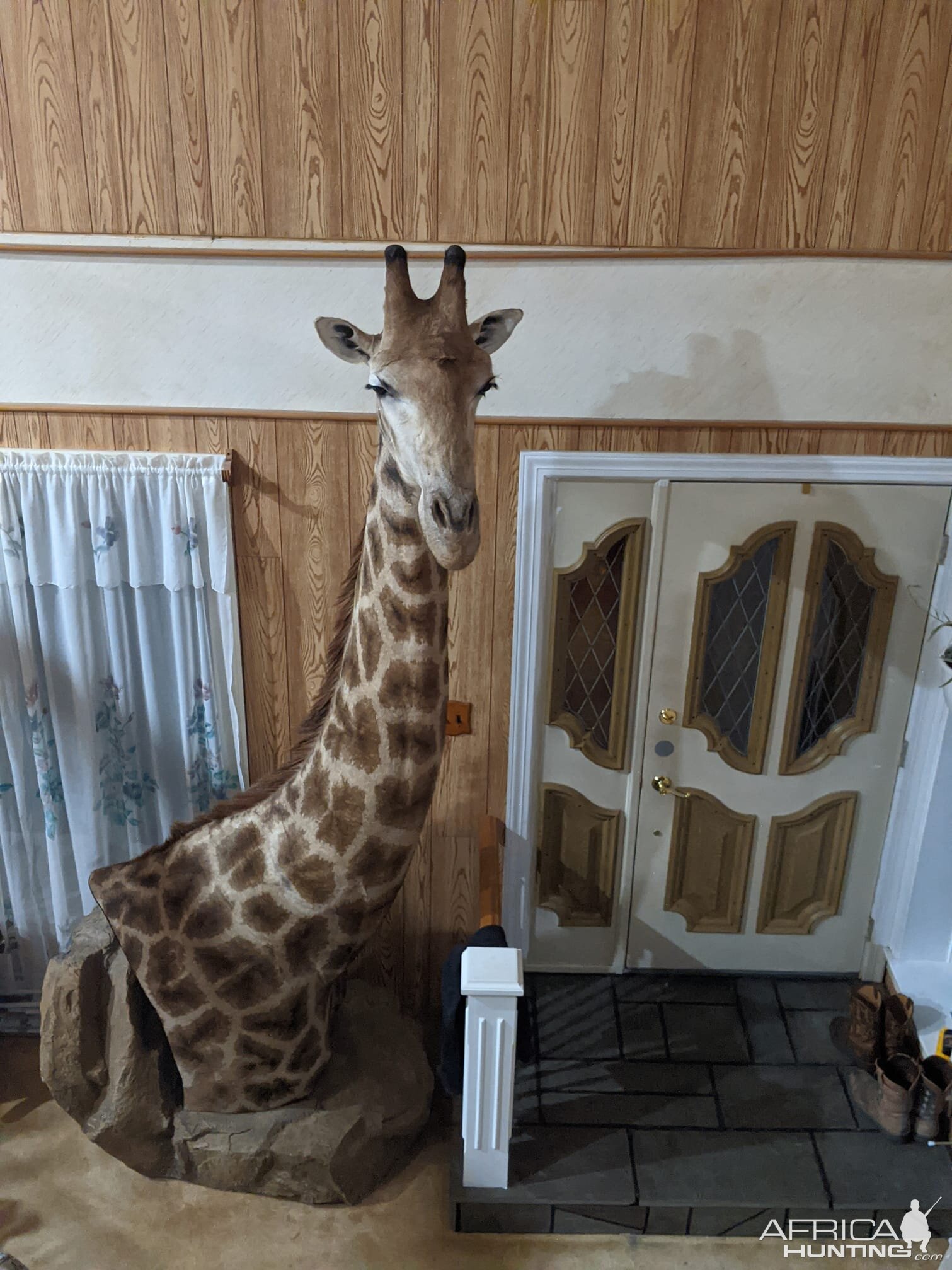 Giraffe Shoulder Mount Taxidermy