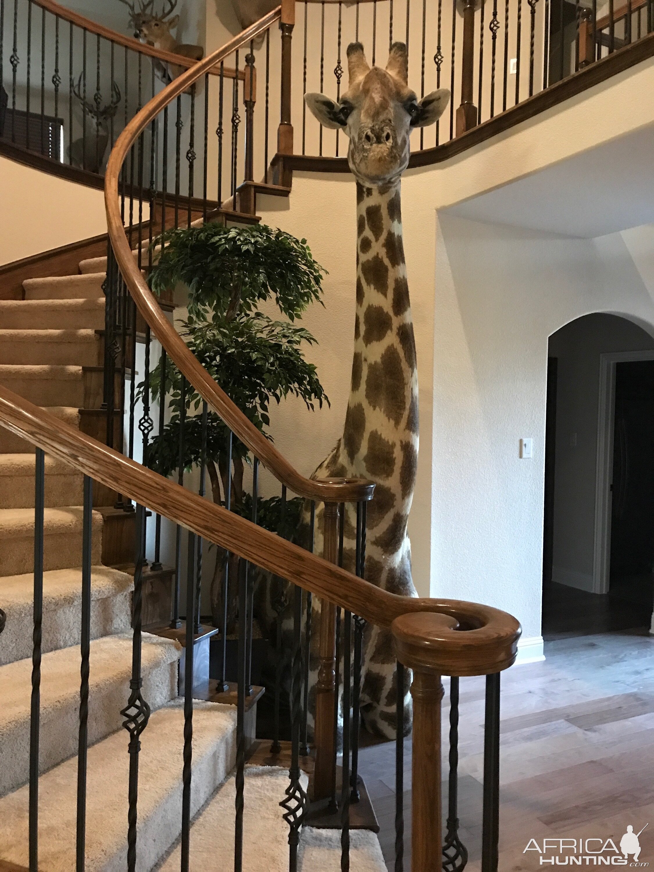 Giraffe Shoulder Mount Taxidermy