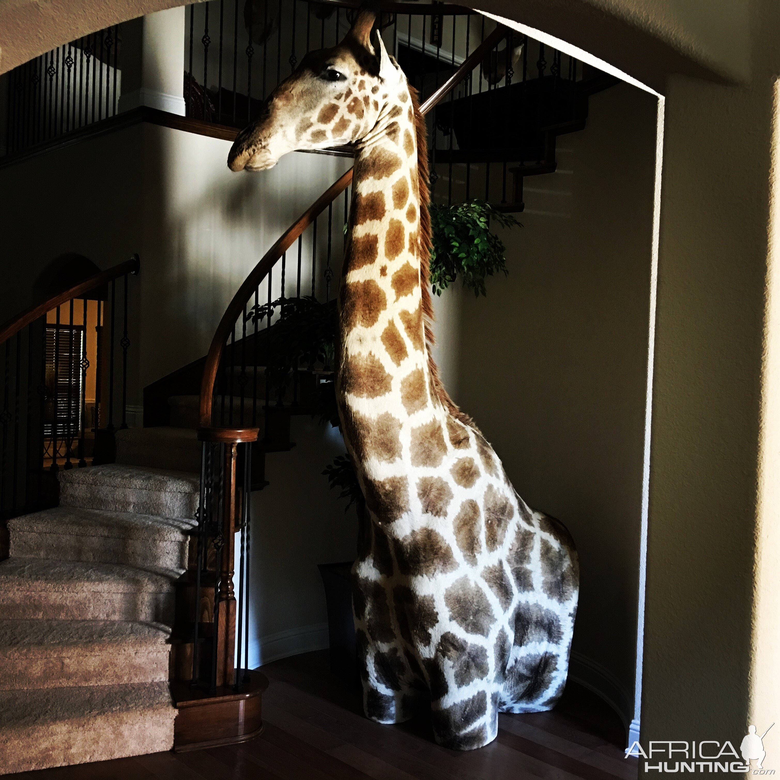 Giraffe Shoulder Mount Taxidermy