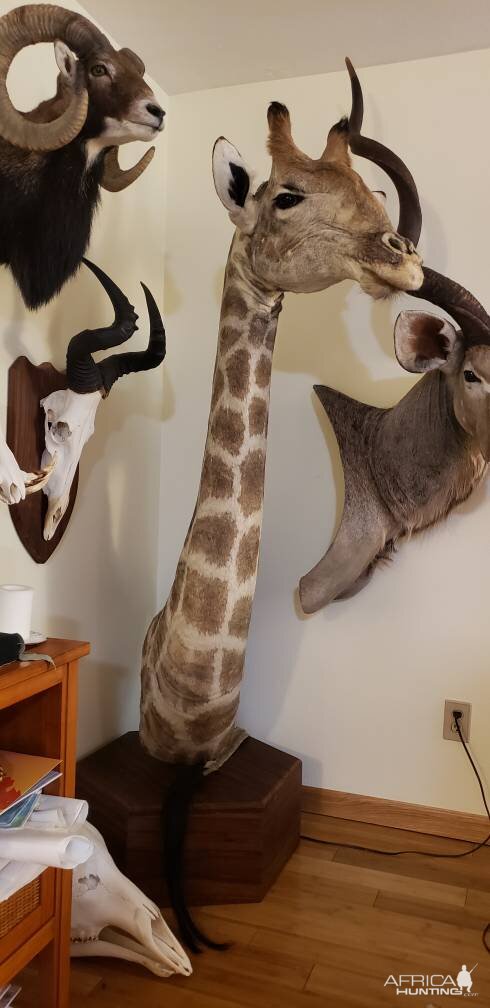 Giraffe Shoulder Mount Taxidermy