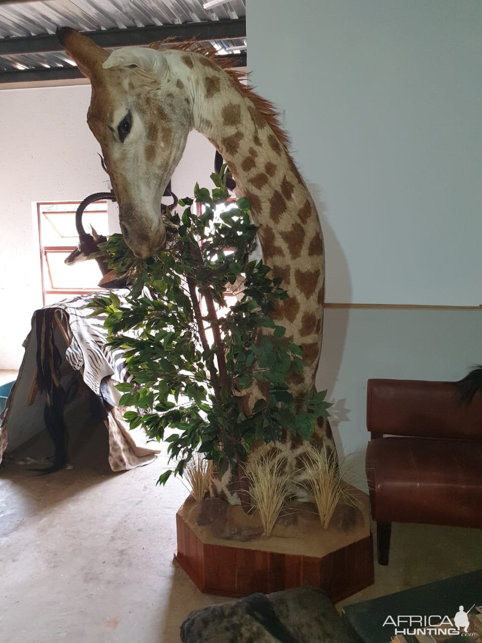 Giraffe Shoulder Mount Taxidermy