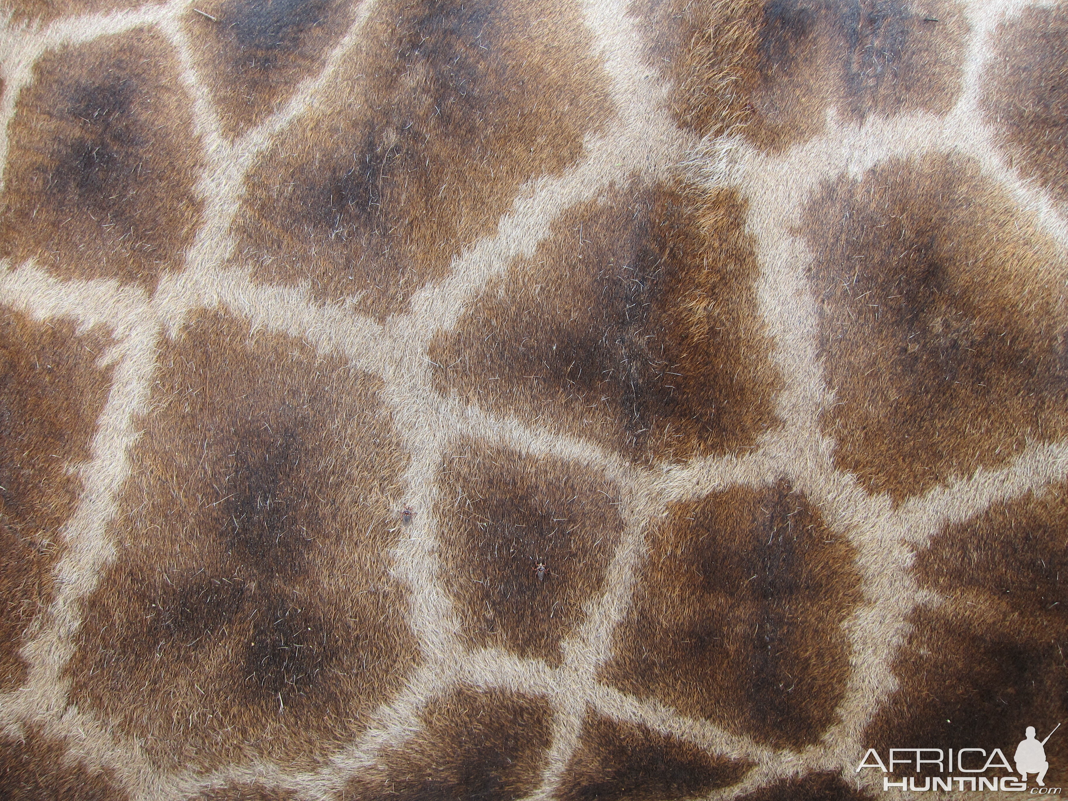 Giraffe Skin Namibia