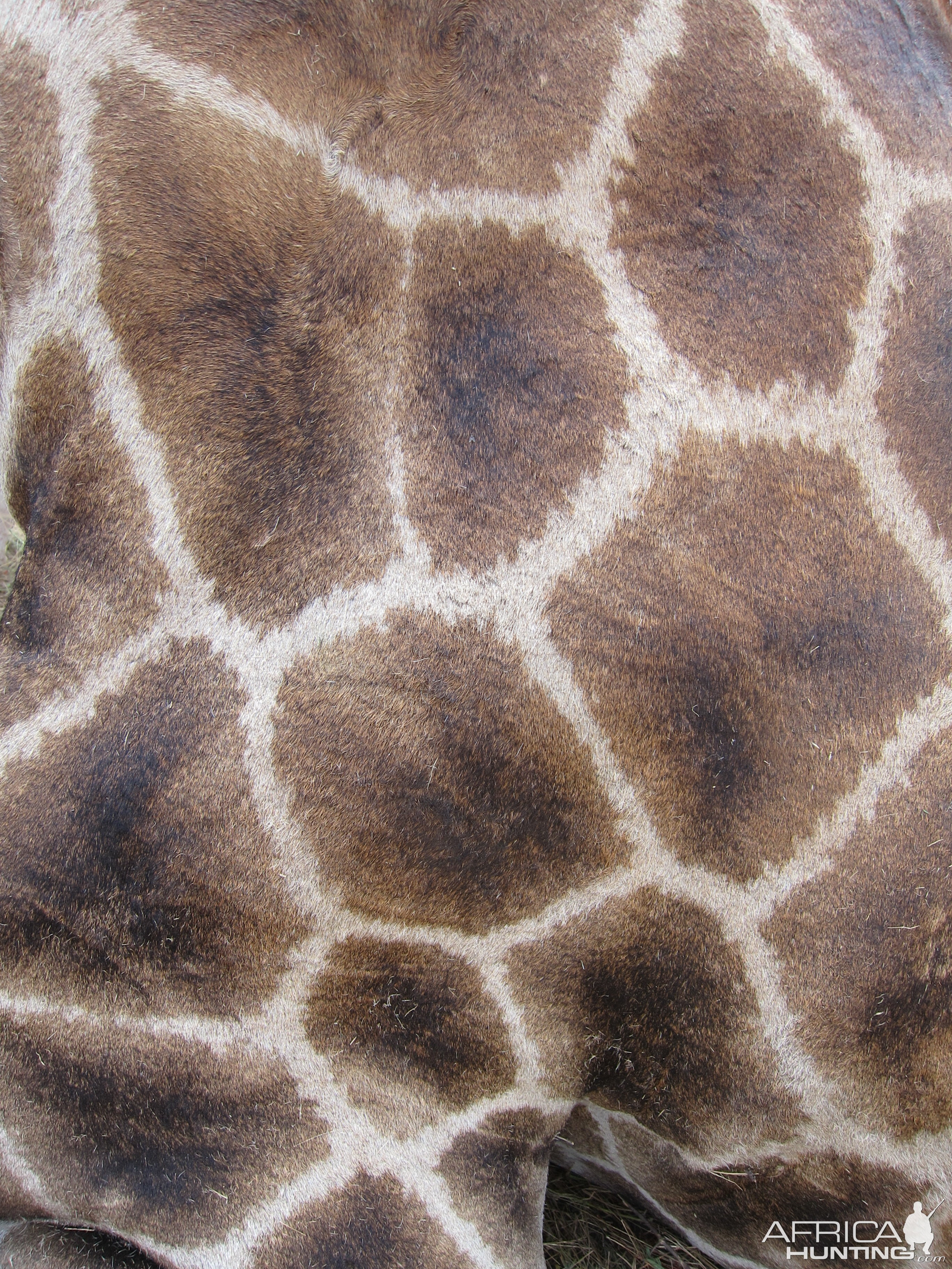 Giraffe Skin Namibia