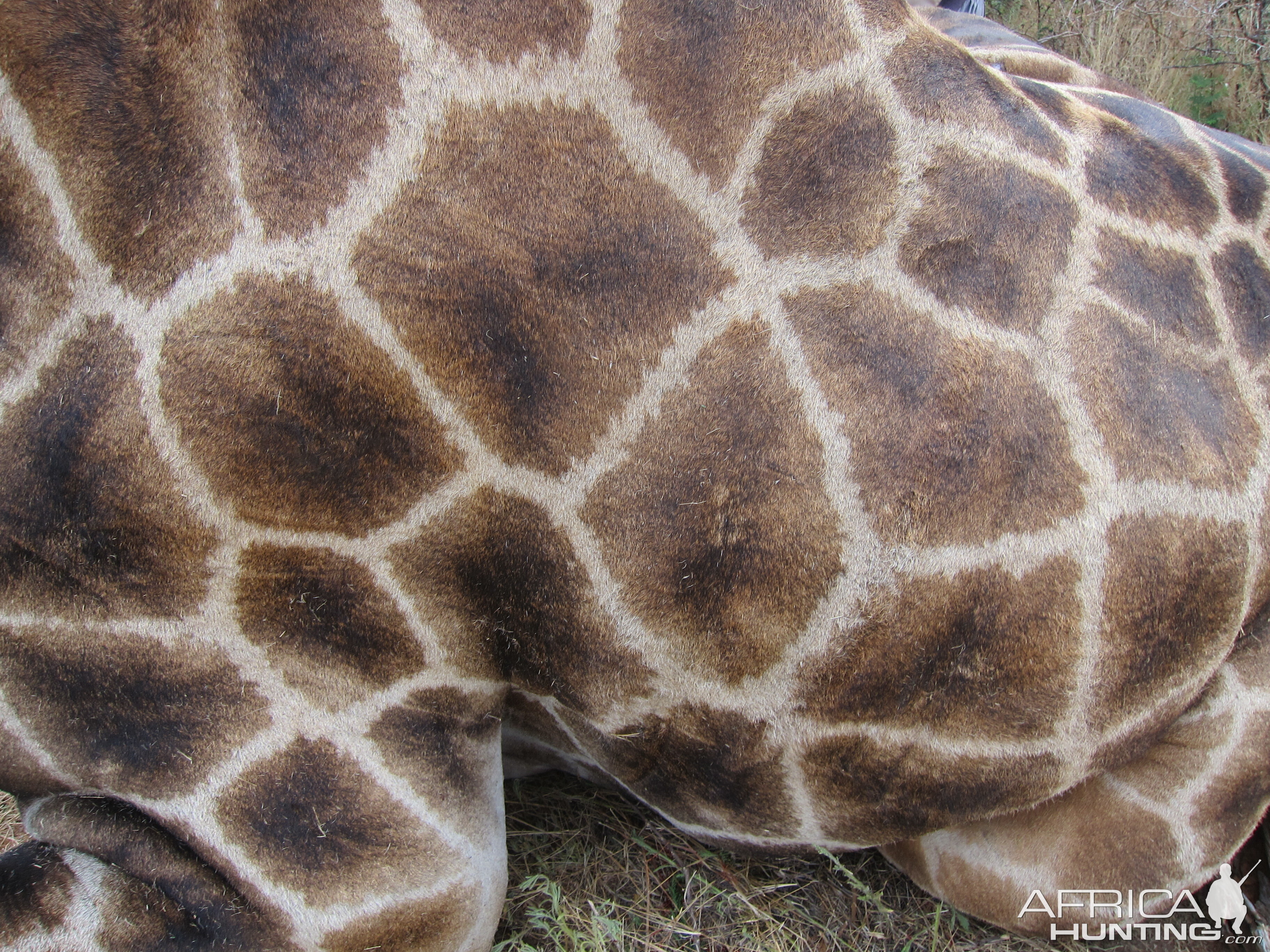 Giraffe Skin Namibia