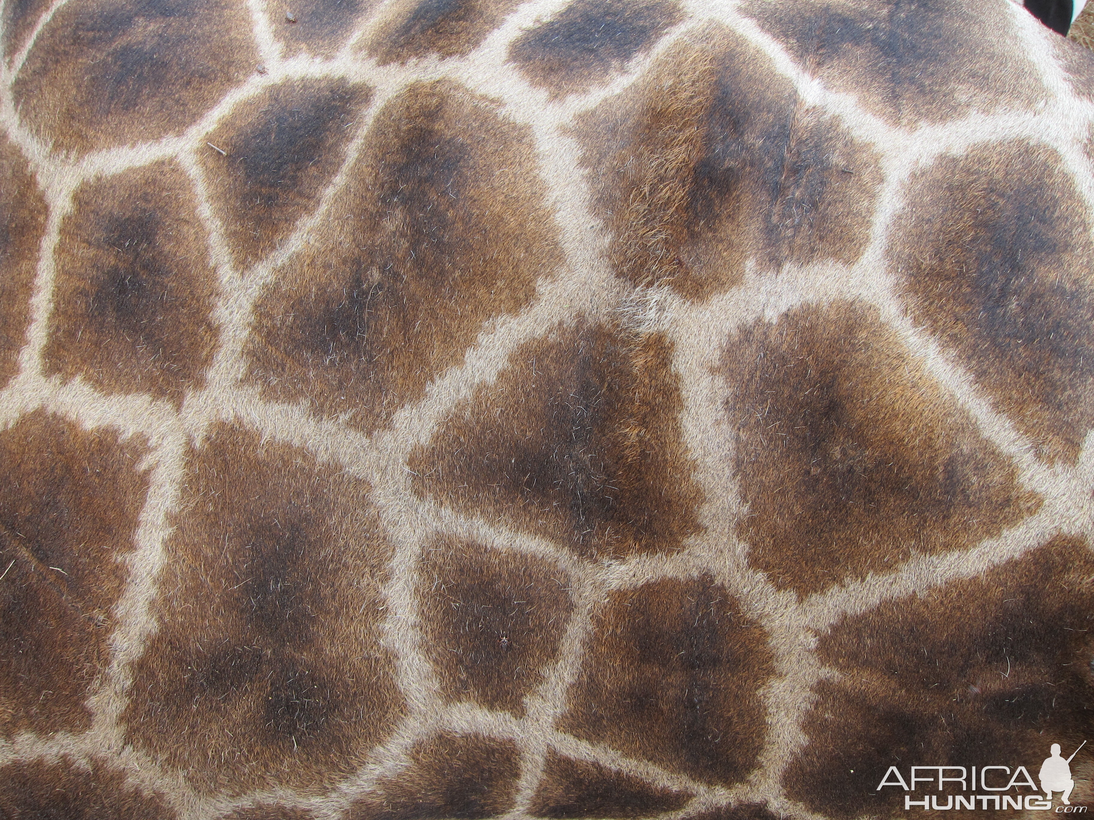 Giraffe Skin Namibia