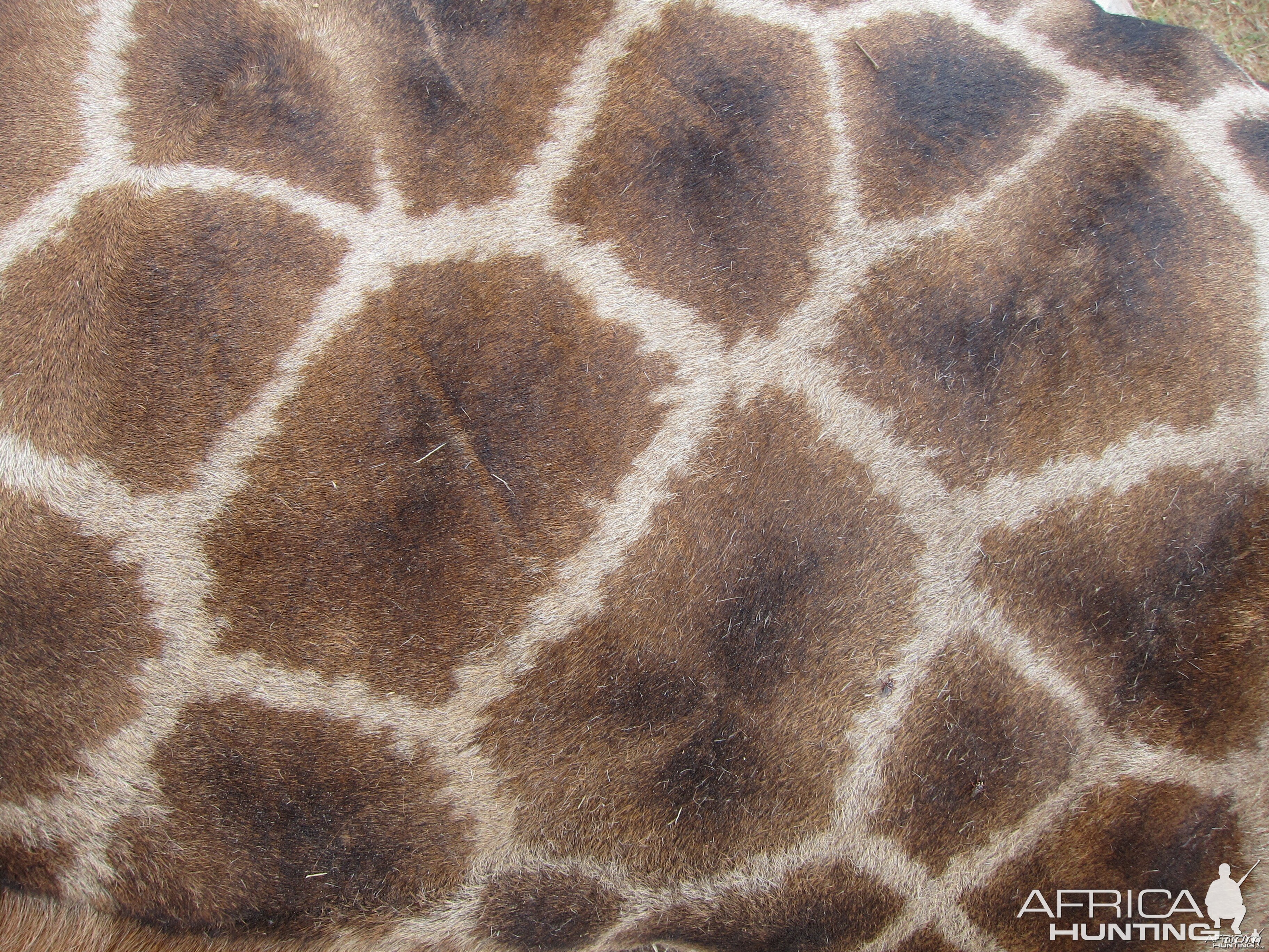 Giraffe Skin Namibia