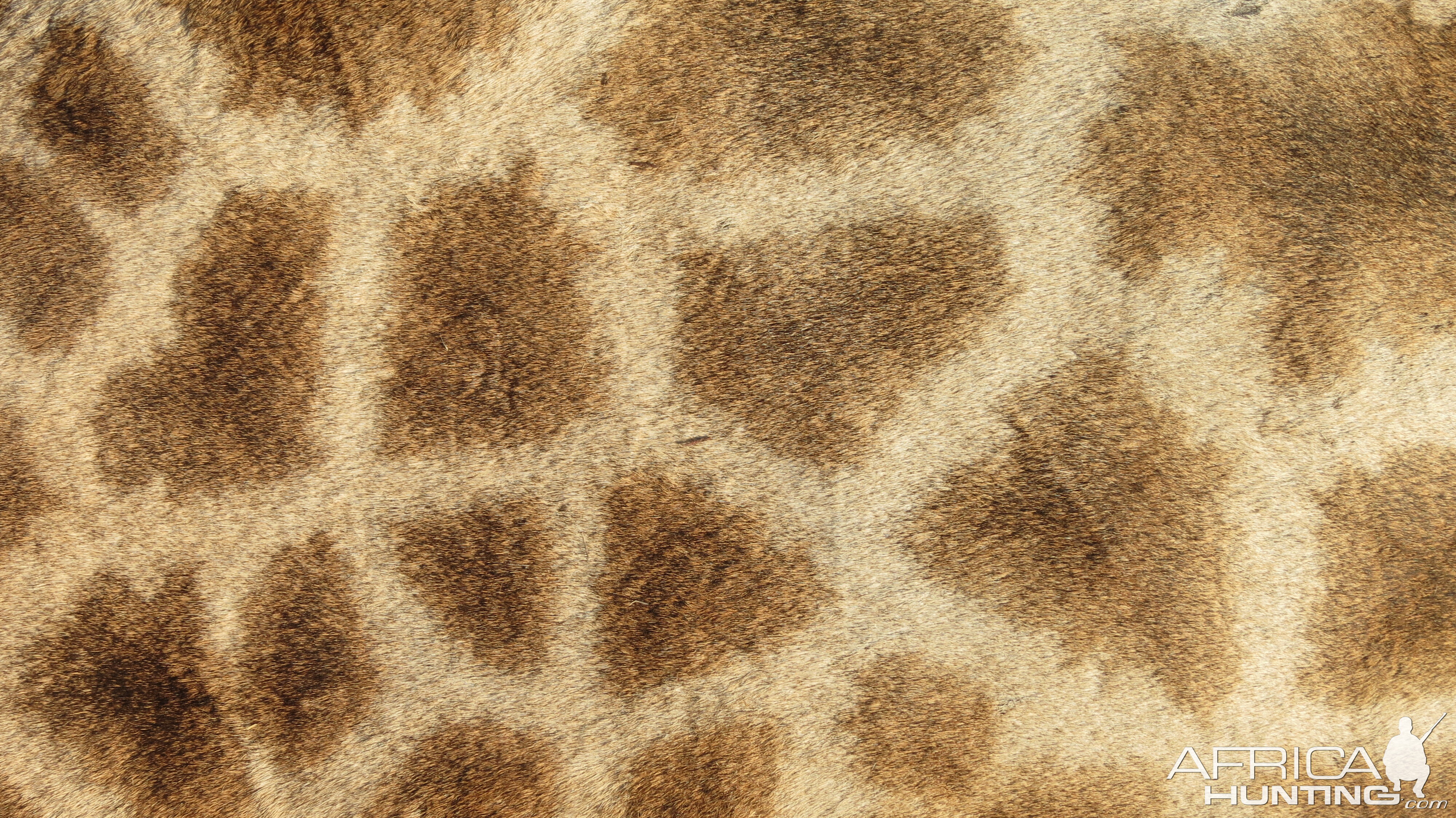 Giraffe Skin