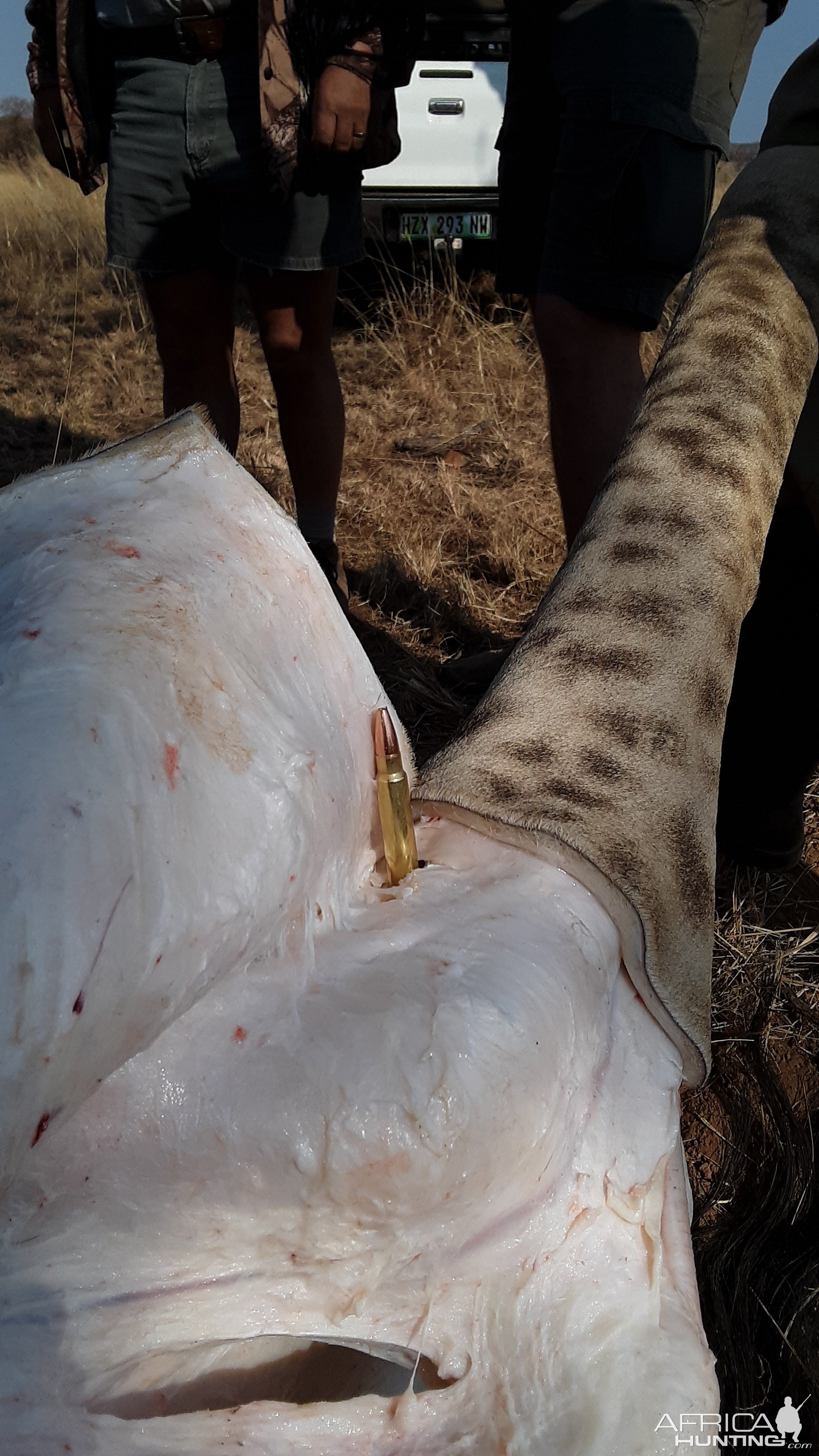 Giraffe Skinning South Africa