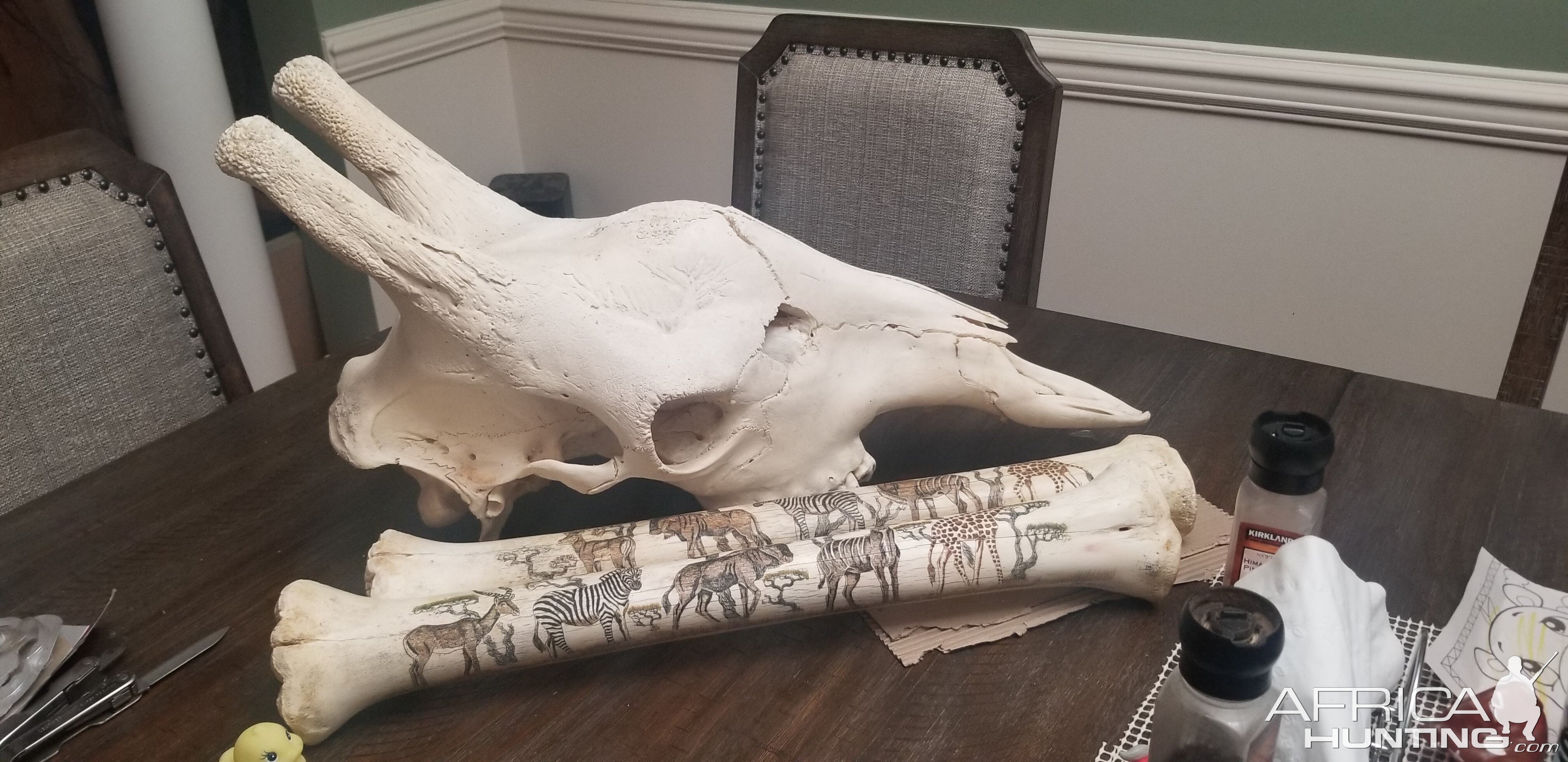 Giraffe Skull and Bones Taxidermy