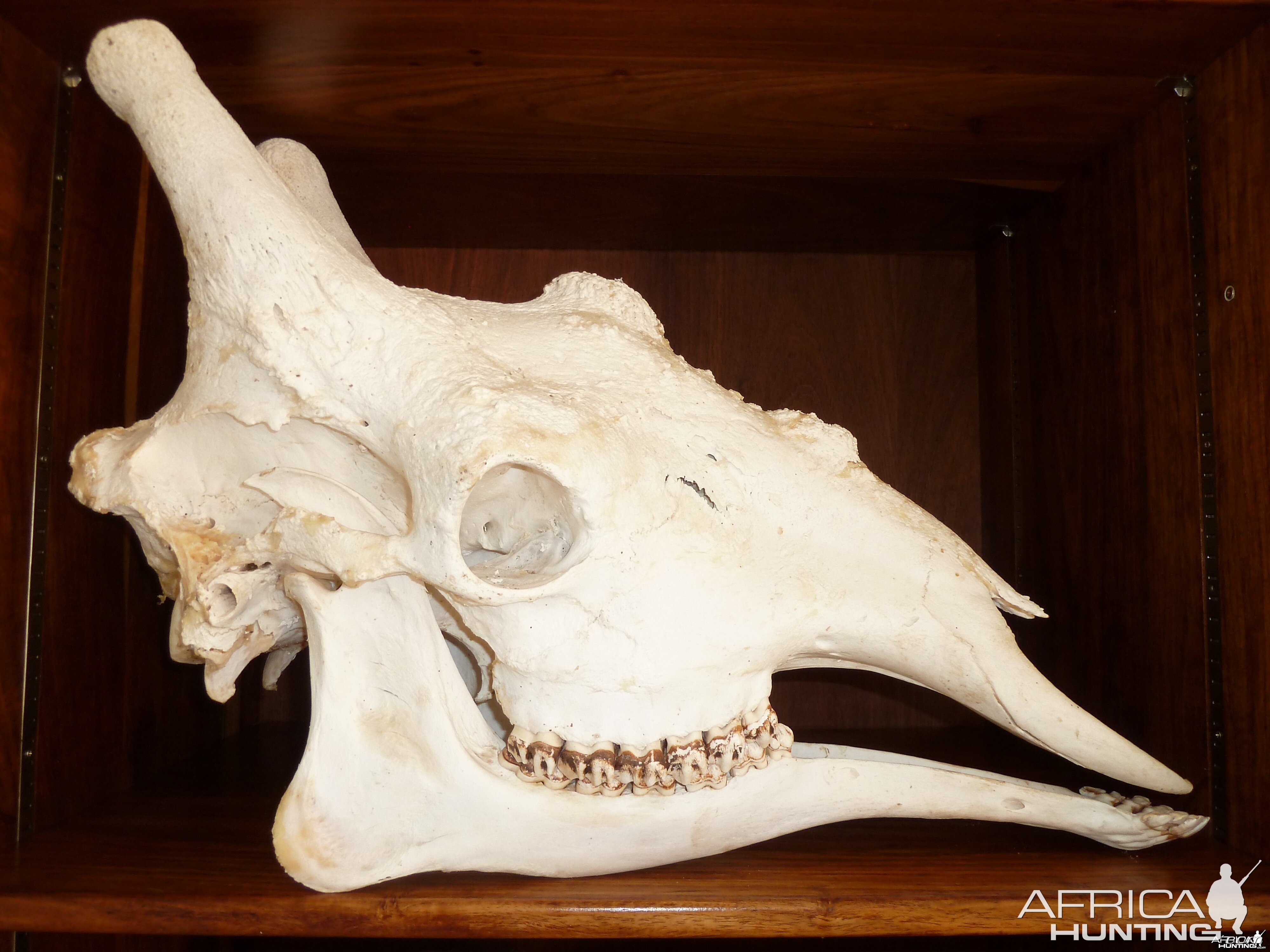 Giraffe Skull