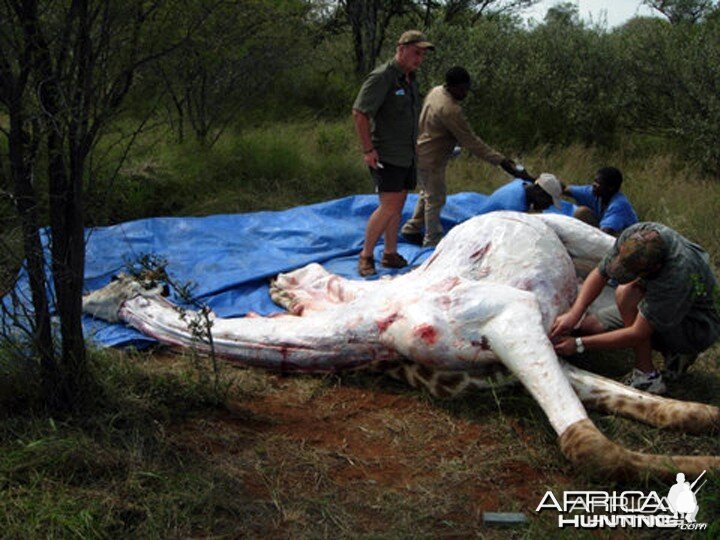 Giraffe Slaughter