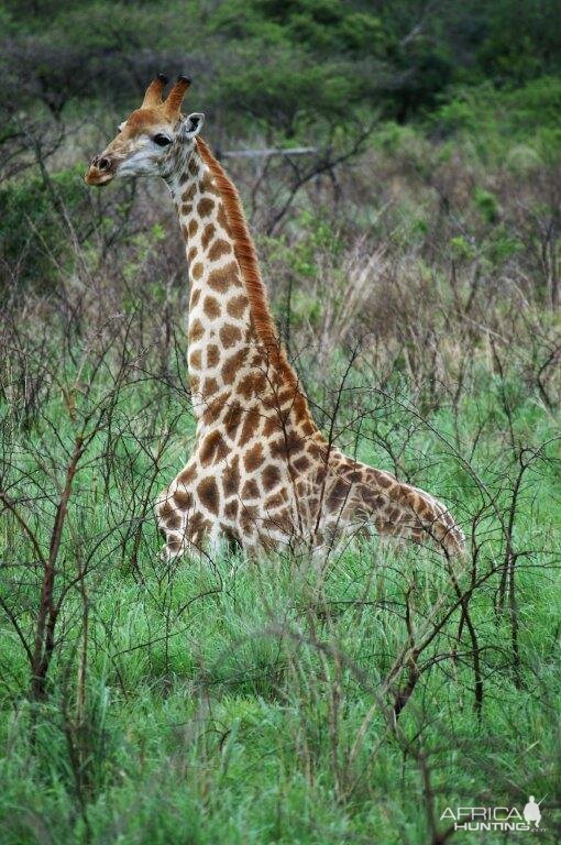 Giraffe South Africa