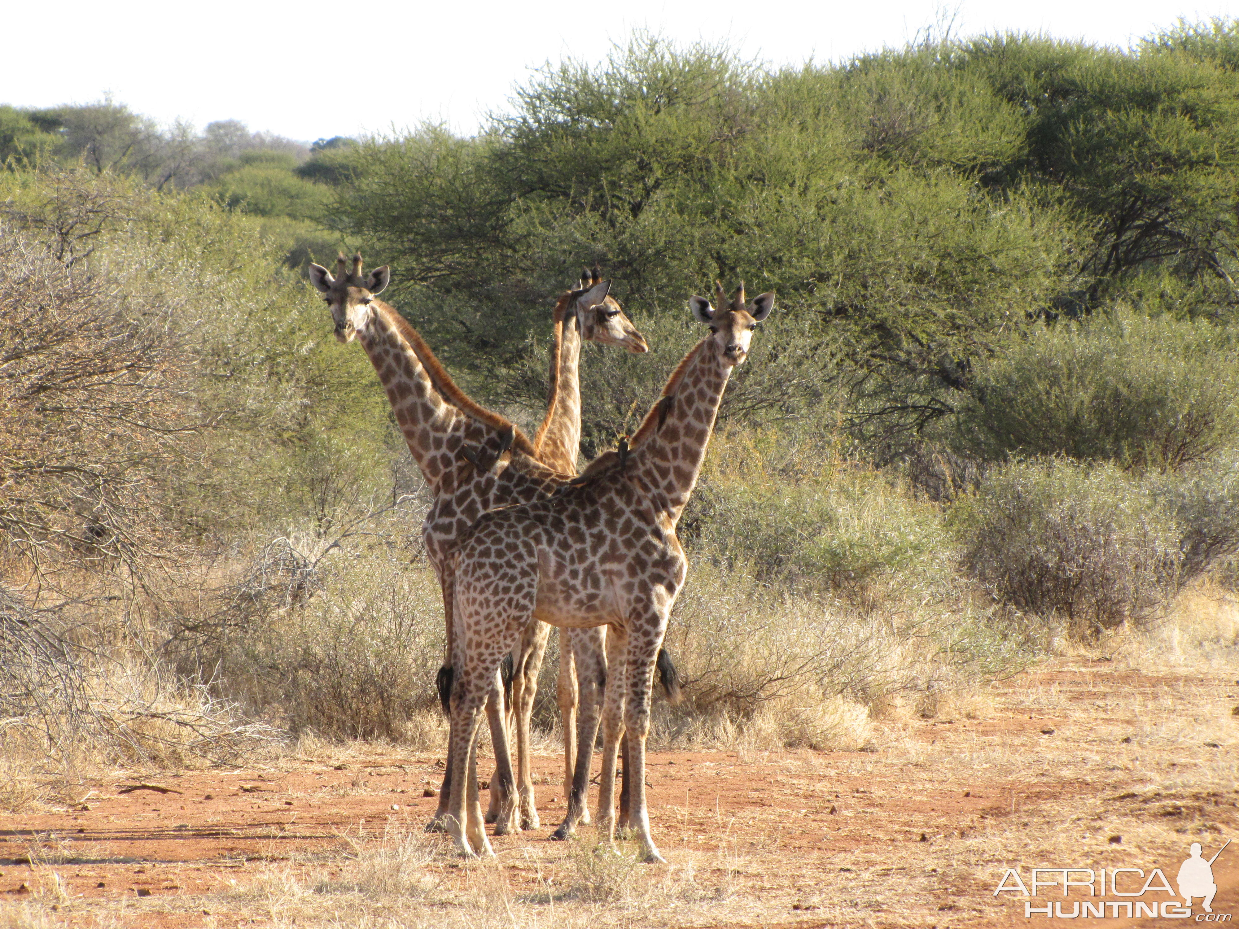 Giraffe South Africa