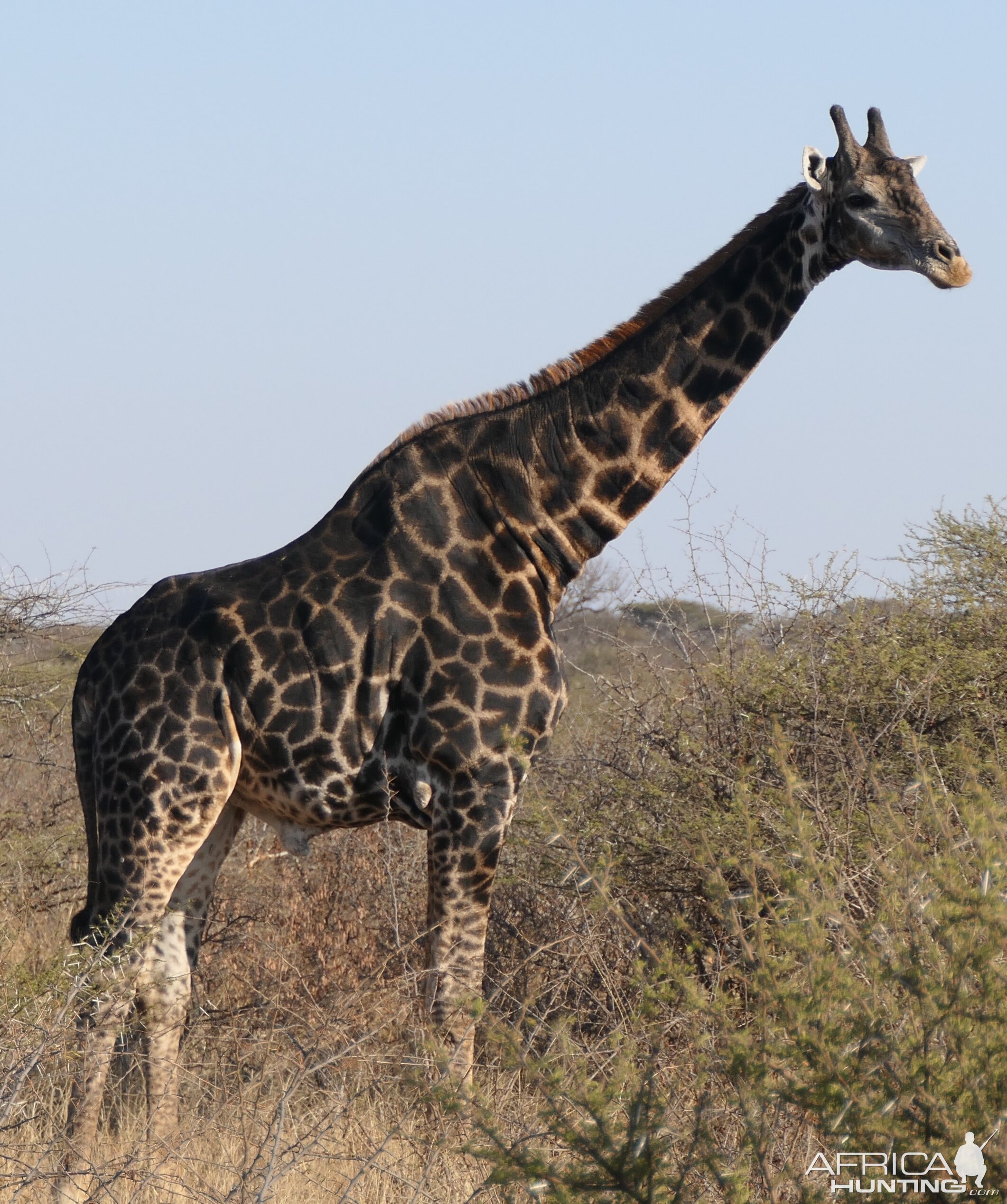 Giraffe South Africa