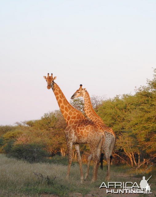 Giraffe South Africa