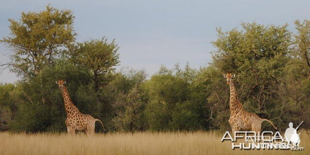 Giraffe South Africa