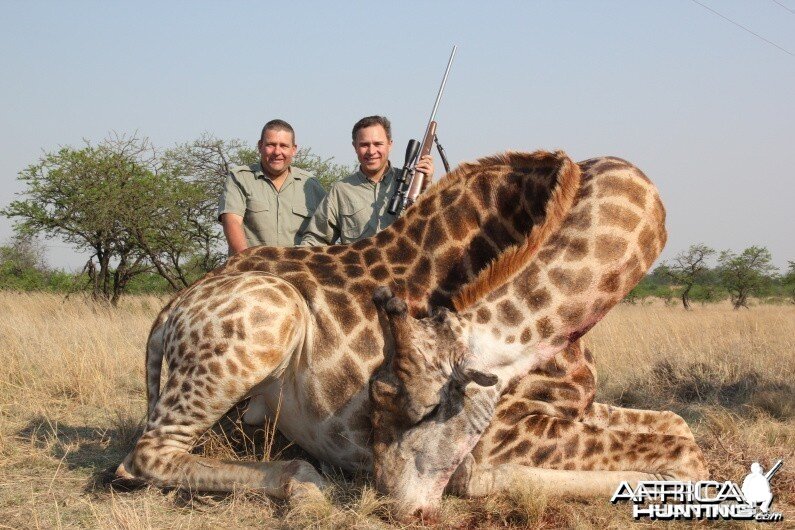 Giraffe South Africa