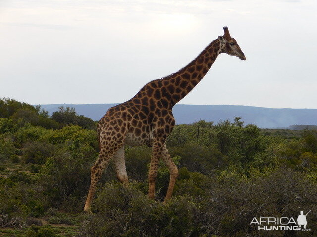 Giraffe South Africa