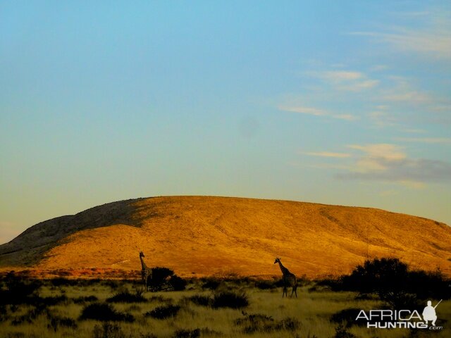 Giraffe South Africa