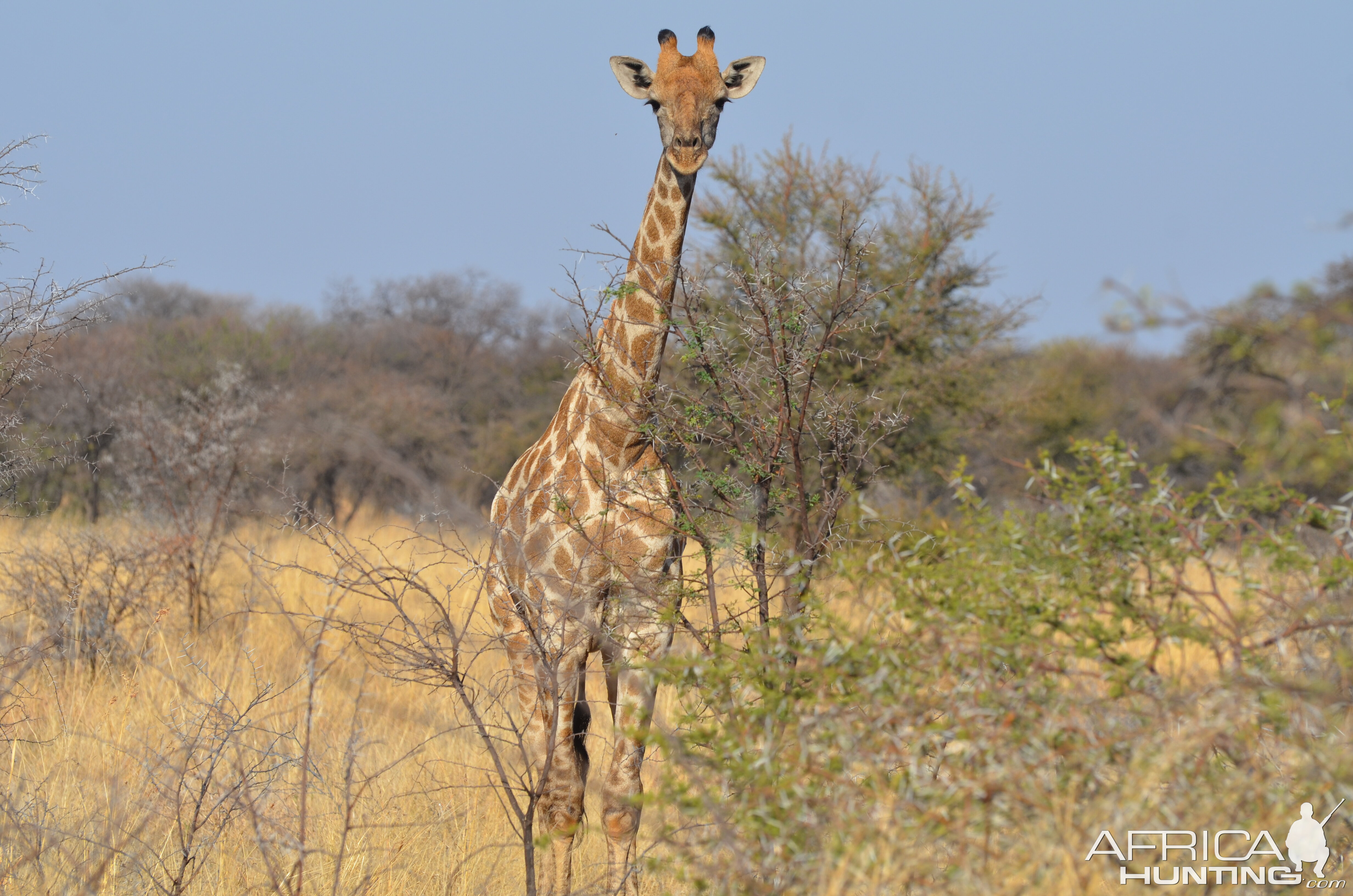 Giraffe South Africa