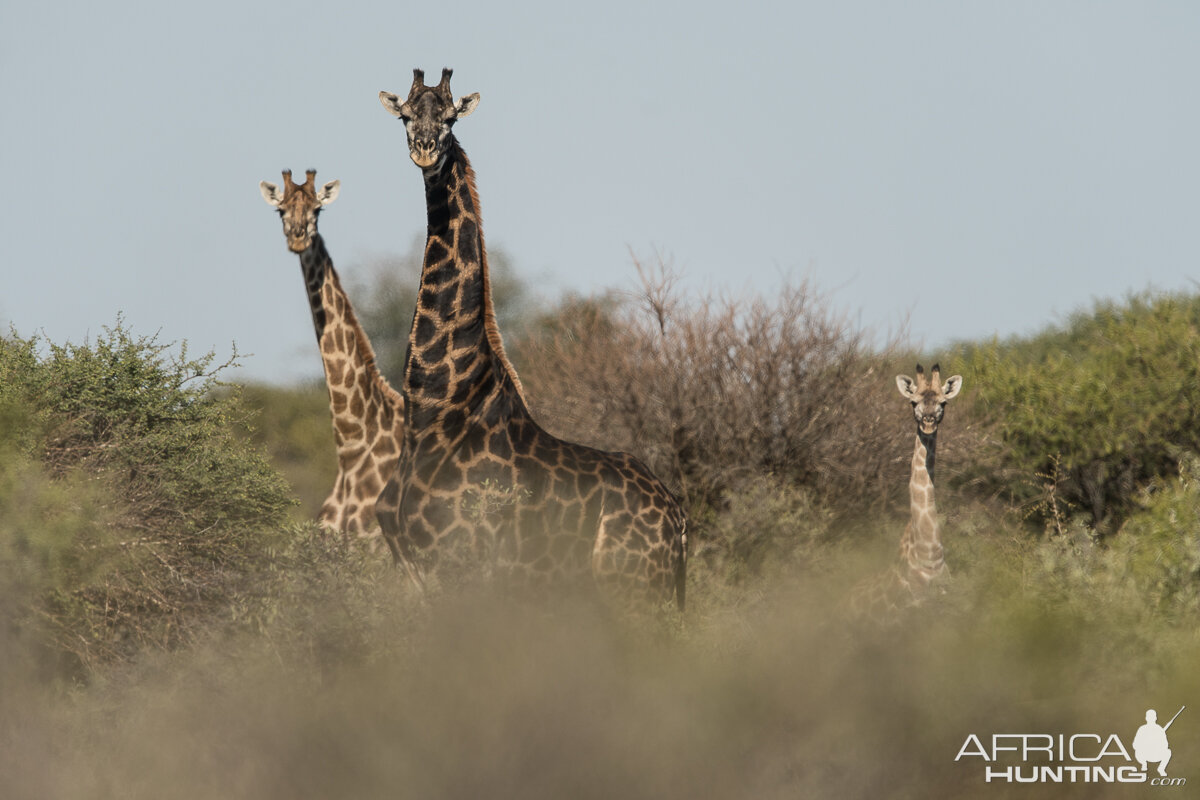 Giraffe South Africa