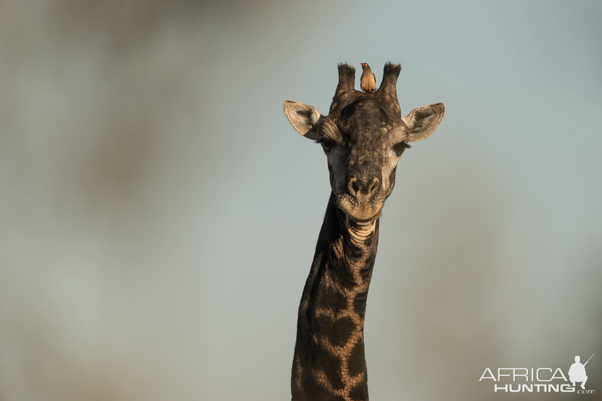 Giraffe South Africa