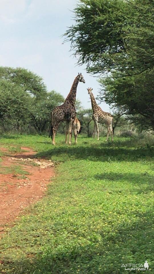 Giraffe South Africa