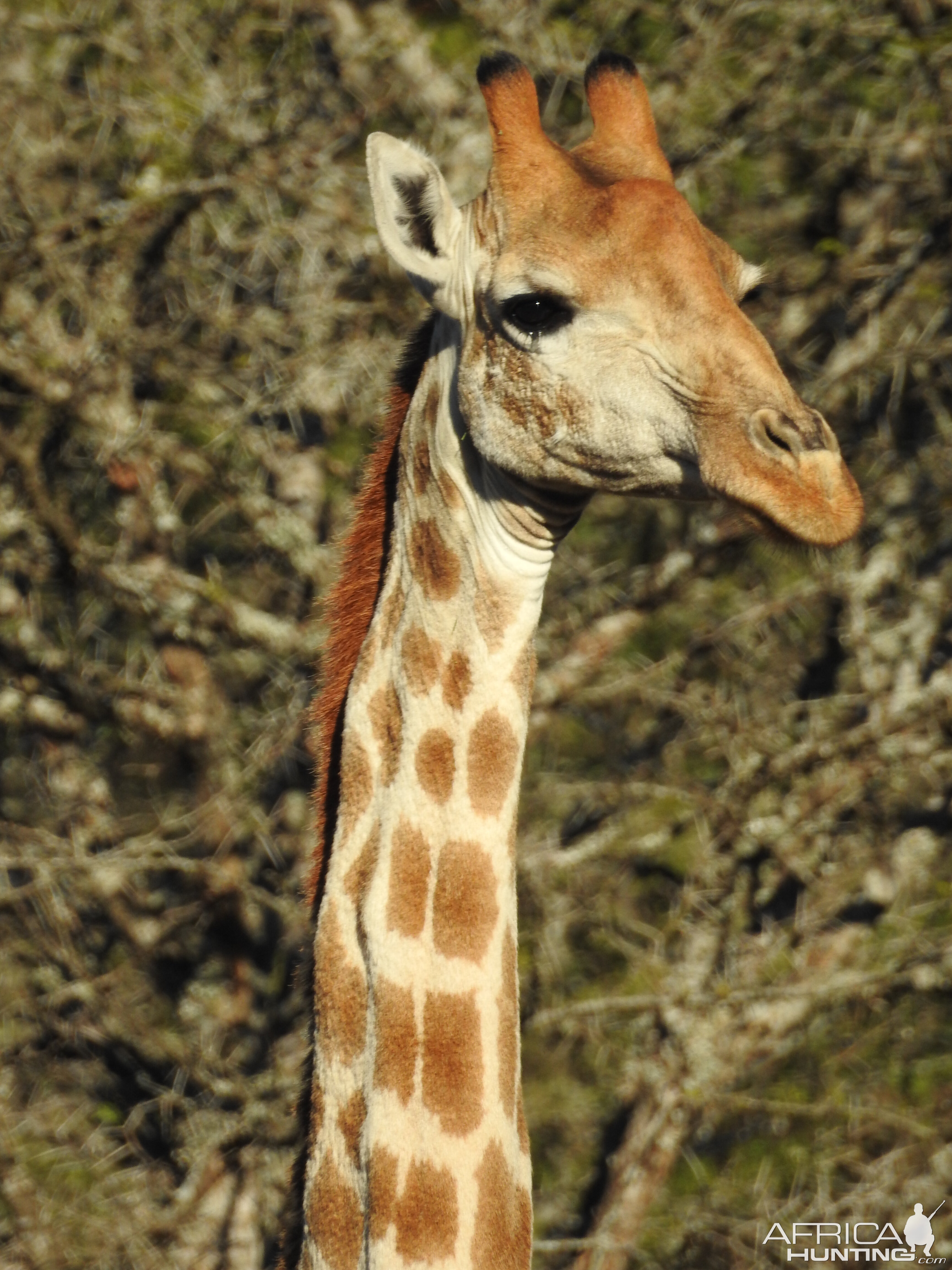 Giraffe South Africa