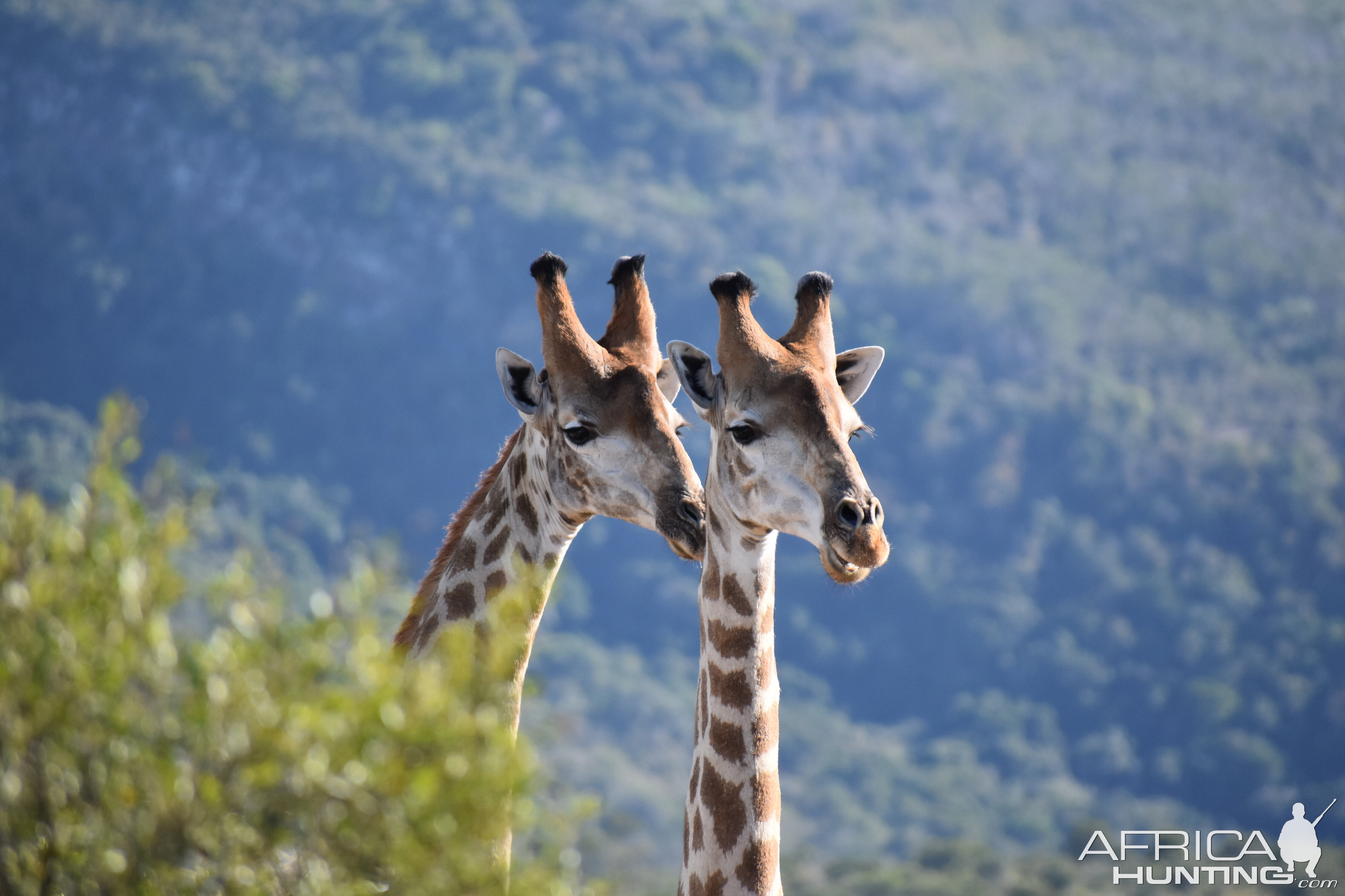 Giraffe South Africa