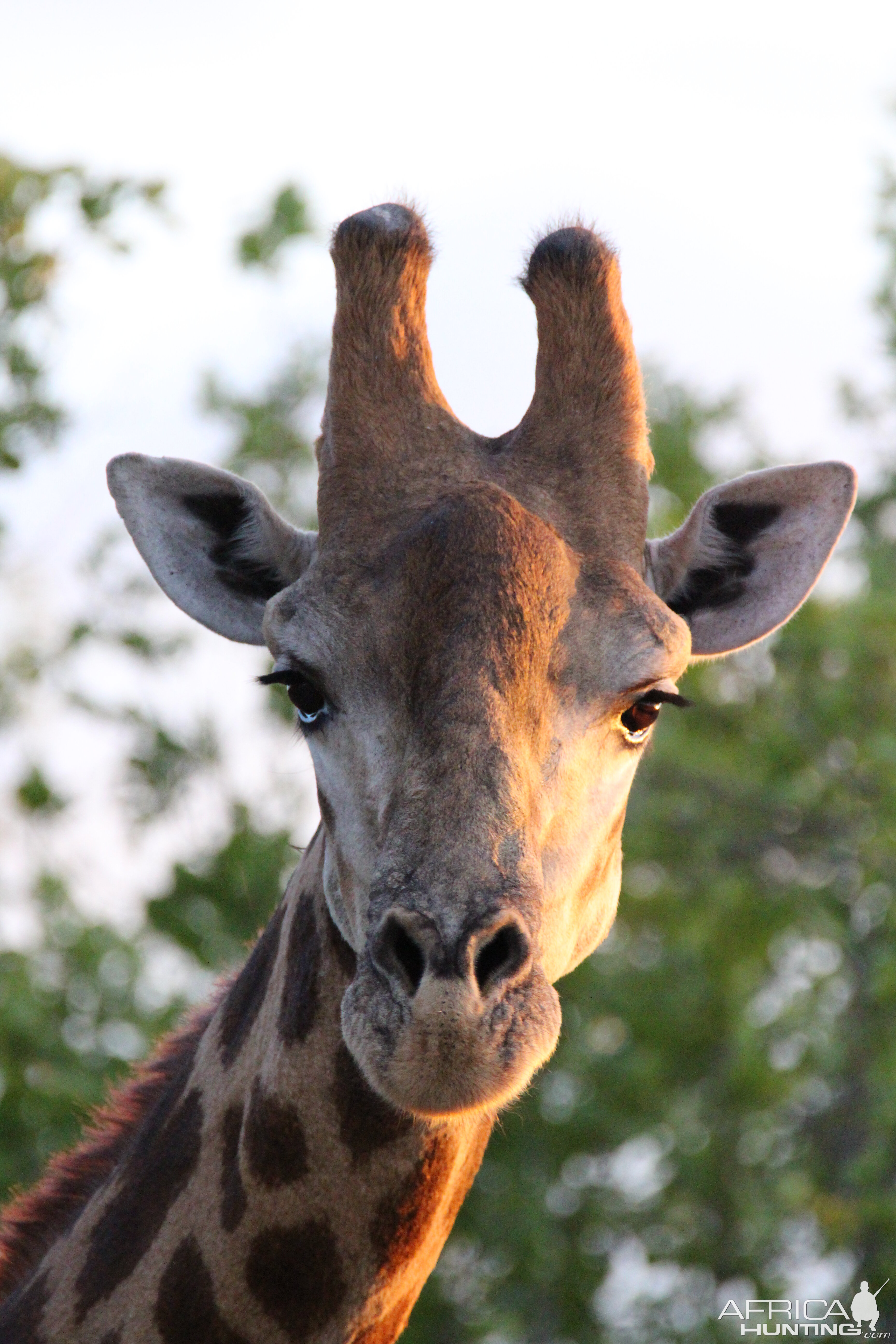 Giraffe South Africa