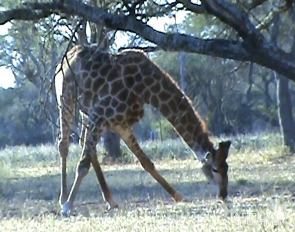 Giraffe South Africa