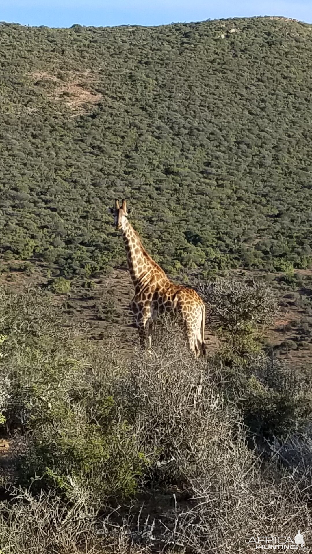 Giraffe South Africa