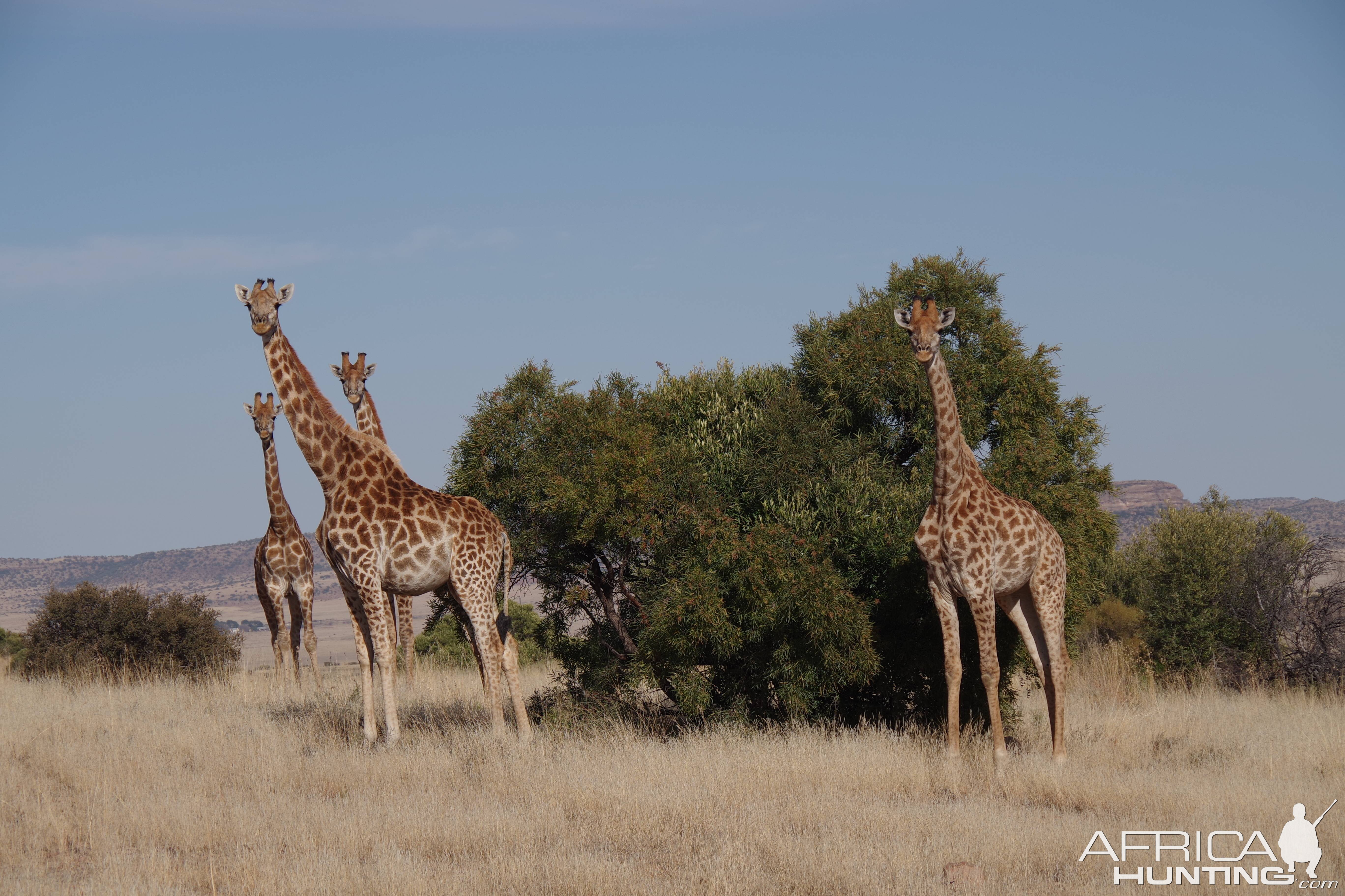 Giraffe South Africa